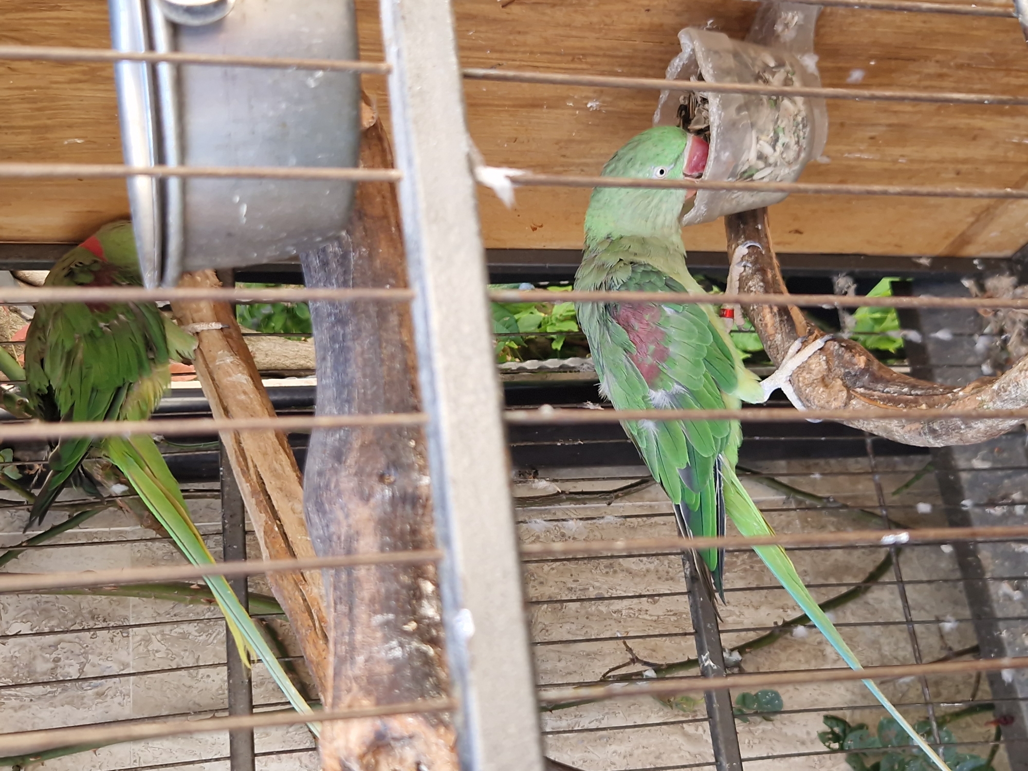 The image shows a green parrot with red markings on its neck and wings, perched on a branch inside a cage. The parrot is eating from a small plastic food container. Another parrot, also green, is visible in the background, perched on a branch and partially obscured by the cage bars. The cage has vertical bars and a wooden back wall. The environment appears to be outdoors, possibly in a courtyard or garden, with some foliage visible through the cage. The image was taken in Pomorie, Bulgaria.
