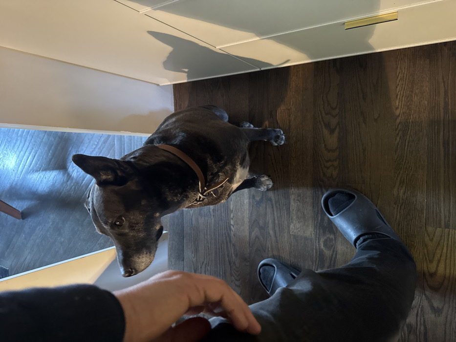 The image captures an indoor scene in what is presumed to be the city of New York, United States of America. A dark-colored dog, identifiable by its pointed ears, lean build, and a brown leather collar with a metal buckle, is seated on a dark brown hardwood floor. The dog's muzzle exhibits some lighter grey fur, and a white patch is visible on its chest. It is looking upwards and to its left, appearing to interact with a person whose left arm, hand, and left leg are partially visible on the left side of the frame. The person is wearing dark clothing, a dark sock, and a dark slide sandal. To the right of the dog, a light-colored wall or cabinet with a horizontal gold-colored strip near its base is present. The background shows a doorway or opening leading to another room, which features a lighter-toned floor and a partial view of a wooden furniture leg. Distinct shadows are cast on the right wall and floor, indicating an off-camera light source from the upper left.