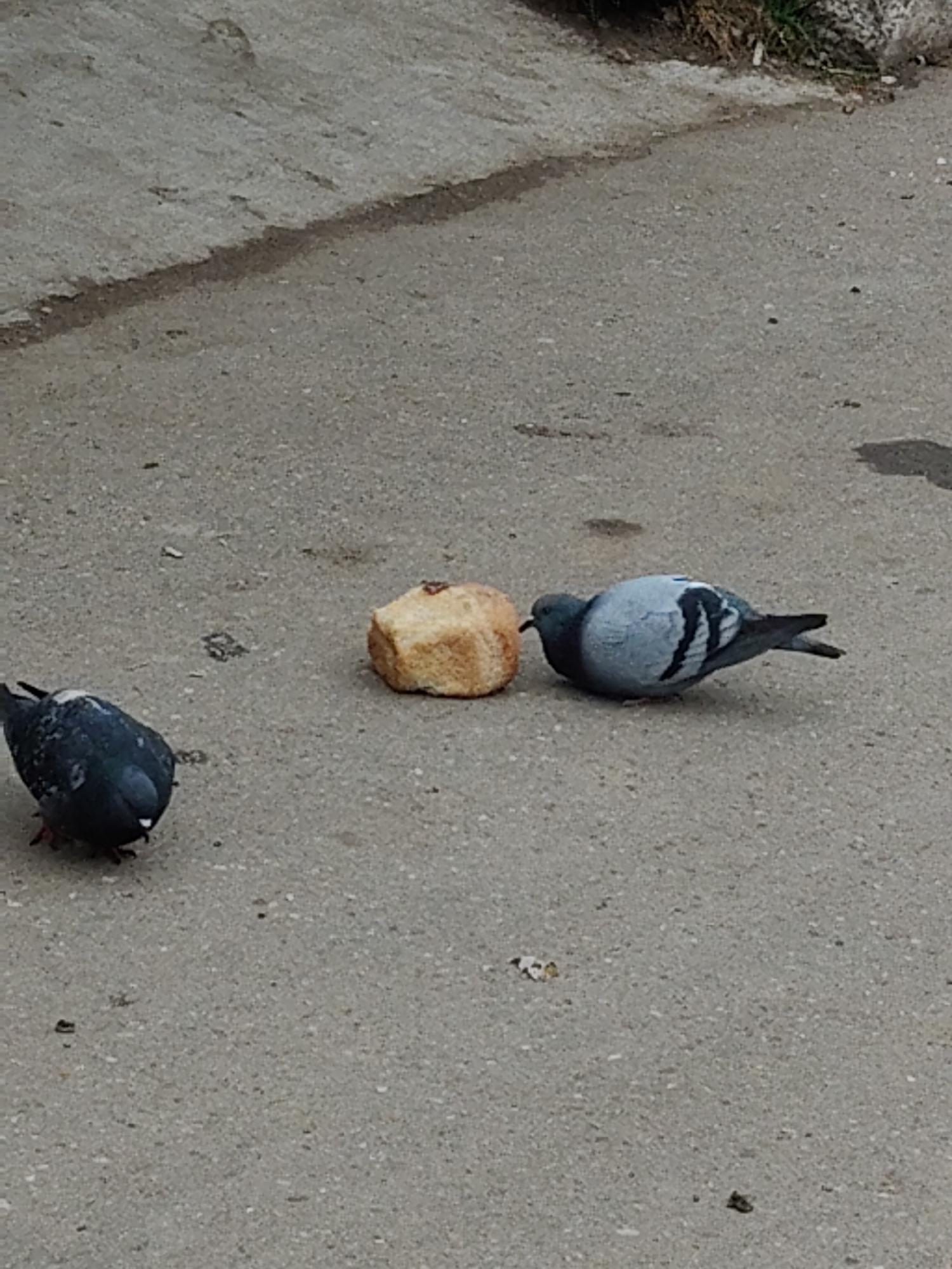Two pigeons are captured in an outdoor setting, likely on an asphalt or concrete surface. The ground is a speckled grey, suggesting a paved area such as a sidewalk, street, or courtyard. In the upper right corner, there's a patch of dirt with small green plants and debris, indicating the edge of the paved area.
Centrally placed on the ground is a light-colored, somewhat irregularly shaped piece of bread, appearing to be a crust or a chunk from a loaf.
One pigeon, predominantly light grey with distinct dark markings on its wings and tail, is positioned directly next to the bread. Its head is lowered, and its beak is close to the bread, suggesting it is either eating or about to eat the bread.
Further to the left, another pigeon, darker in plumage with shades of dark grey and black, is also facing downwards. It appears to be scavenging or pecking at something on the ground, though it is not directly interacting with the main piece of bread.
The lighting is soft and even, characteristic of an overcast day or indirect light, indicating it is daytime. There are no strong shadows visible. The overall scene depicts typical urban bird behavior, with pigeons feeding on discarded food. There is no visible text in the image.