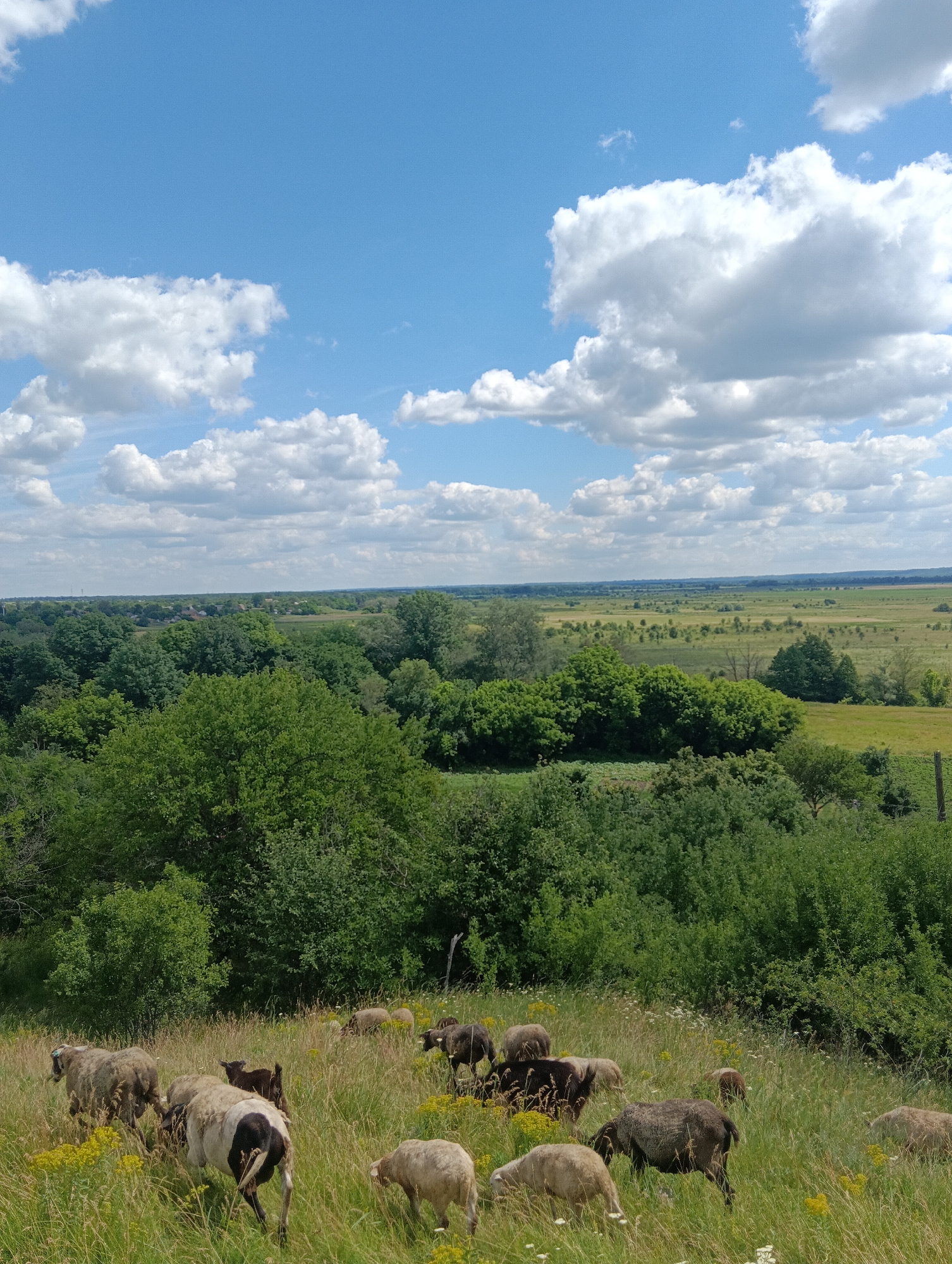 The image depicts a pastoral landscape with a flock of sheep grazing in a grassy field under a bright blue sky dotted with fluffy white clouds. The foreground is dominated by a herd of sheep, some facing away from the camera and others grazing. They are scattered across a sunlit meadow filled with tall green grass and yellow wildflowers. In the mid-ground, a dense line of green trees forms a natural barrier, behind which a vast, open field stretches towards a distant horizon. The background reveals a faint outline of buildings and more fields, suggesting a rural or semi-rural setting. The overall impression is one of natural tranquility and open space.