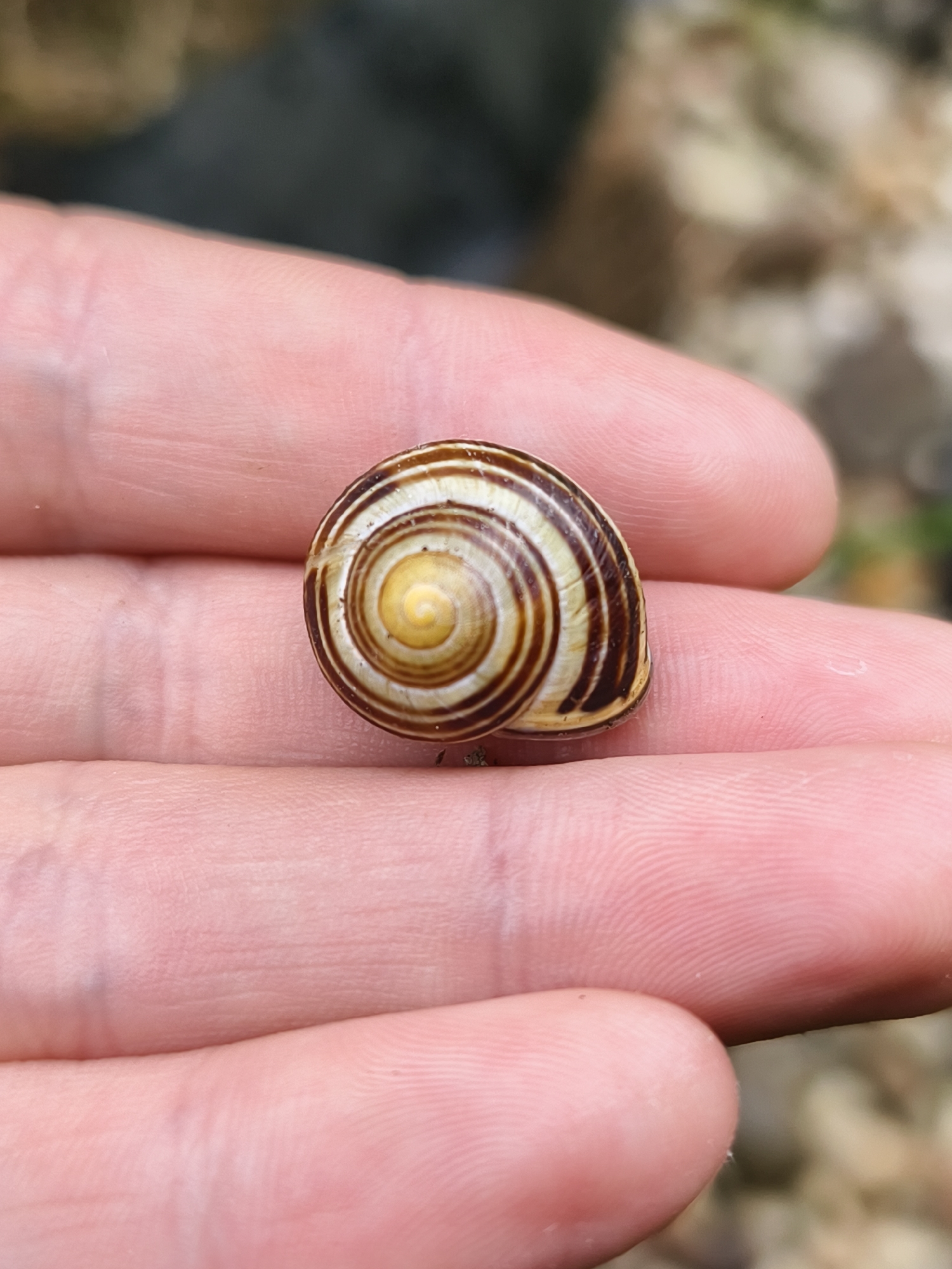 A small snail shell, exhibiting a spiraled pattern of brown and cream bands, rests on the skin of a person's hand. The hand, with visible fingerprints and soft pinkish skin, gently cradles the shell, which is positioned slightly off-center in the frame. The background is out of focus, showing a blurred mix of dark and light earthy tones, suggesting an outdoor environment. The image is a close-up, highlighting the intricate details of the snail shell and the texture of the skin. No specific location in Tczew, Poland can be identified from the image.