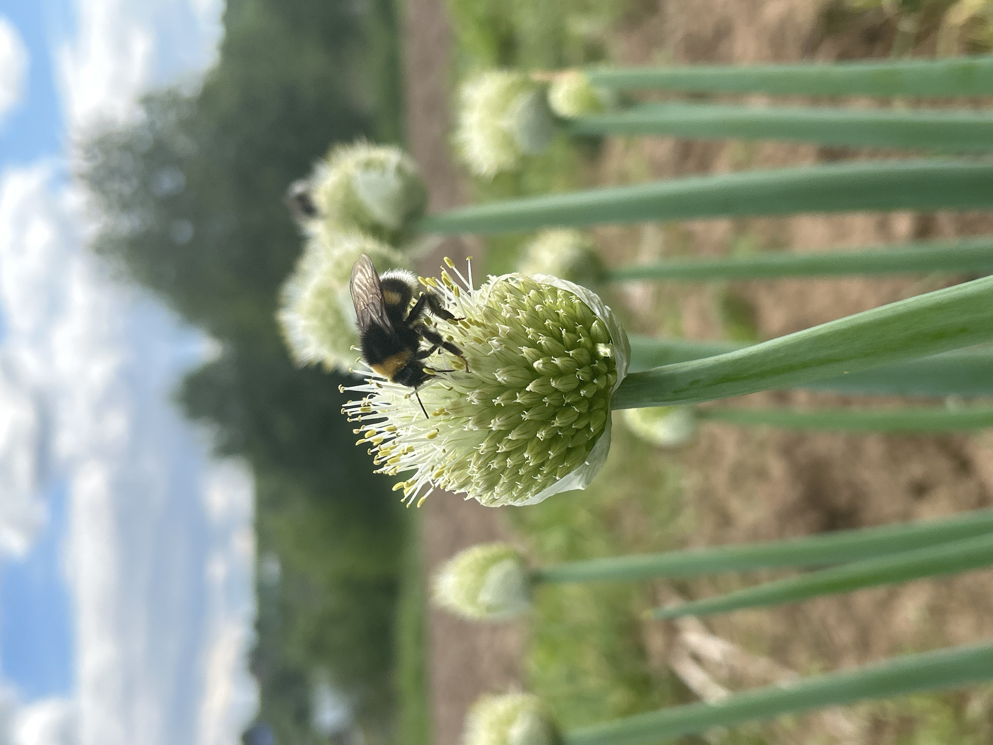The image depicts a detailed close-up of a bumblebee foraging on a blooming onion flower, situated in an outdoor agricultural or garden environment within the city of Фоки, Russia.
The primary subject is a furry bumblebee, characterized by its black and yellow striped abdomen, dark thorax, and translucent, veined wings. It is positioned centrally on a spherical, white and light green onion (Allium) flower head, with its head directed downwards into the flower. The bumblebee appears to be actively collecting nectar or pollen.
The onion flower head itself is composed of numerous small florets. Many of these florets are fully open, revealing delicate white filaments tipped with bright yellow anthers, extending outwards from the densely packed, light green base of the flower. Other parts of the flower head consist of tightly closed, light green buds. The flower is supported by a robust, smooth, vertical green stalk.
In the blurred midground, several additional green onion stalks with developing, spherical flower buds are visible, mirroring the form of the central flower but less defined due to the shallow depth of field. The ground visible behind the plants is predominantly reddish-brown, indicative of cultivated soil, with scattered areas of lighter green vegetation.
The background transitions to a highly blurred expanse of green foliage, likely trees or bushes, topped by a blue sky with scattered, soft white clouds. The lighting suggests bright daylight conditions, illuminating the subjects with a clear, even light. No human subjects or distinct artificial structures are present in the visible frame.