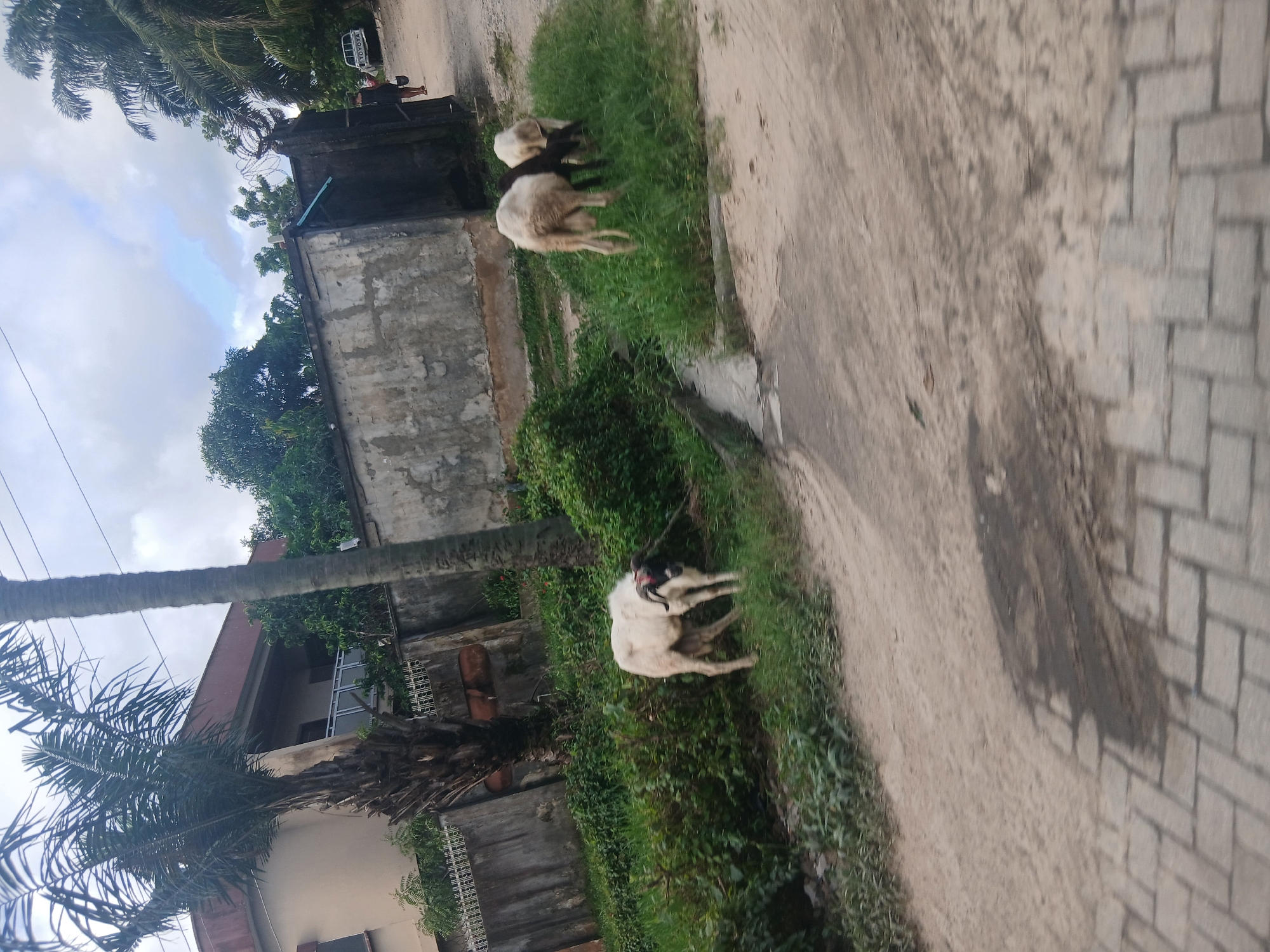 The image captures a scene in Satellite Town, Nigeria, featuring three sheep grazing on the side of a dirt road. A large, pale-colored sheep with black markings on its head and horns is prominent in the foreground on the left, tethered by a rope. To the right and slightly further back, two more sheep, one predominantly white and the other darker with white patches, are grazing on a patch of grass. The environment includes lush green vegetation, a concrete wall with barbed wire on top, and a building with a brown roof visible in the background. A portion of a paved walkway is visible in the lower part of the frame. The sky is overcast with some blue patches visible. A white Toyota pickup truck and a person walking away are also visible in the distance near the wall.