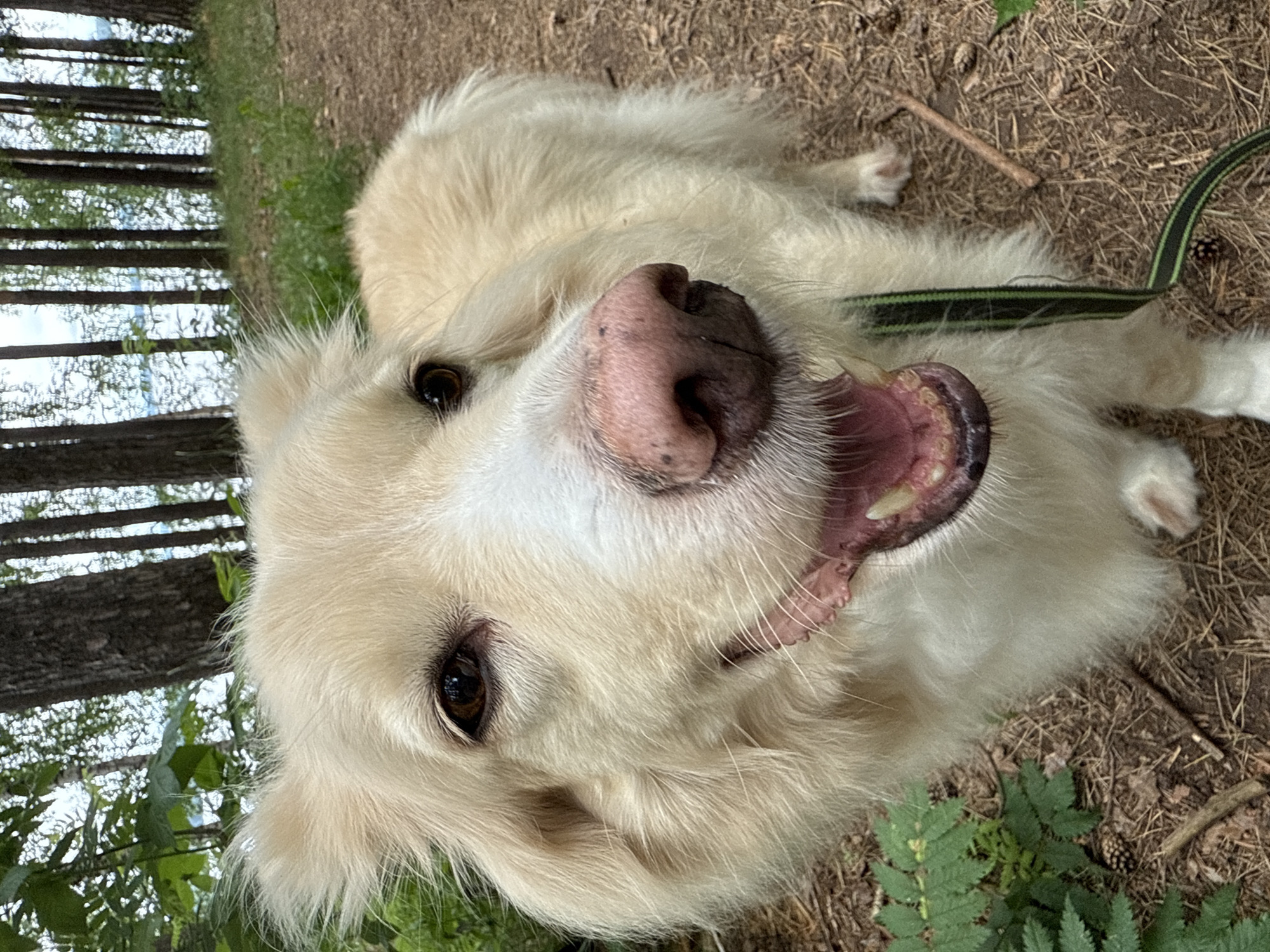 A medium shot captured in a wooded area shows a light-colored, long-haired dog with its mouth open and tongue out, appearing to pant. The dog is facing the camera, with its head slightly tilted. The background reveals a forest with tall trees, green foliage, and a body of water visible in the distance. The ground is covered with dry leaves and twigs. The lighting suggests it is daytime, possibly overcast due to the soft illumination. The location is the city of Chaikovsky, Russia.
