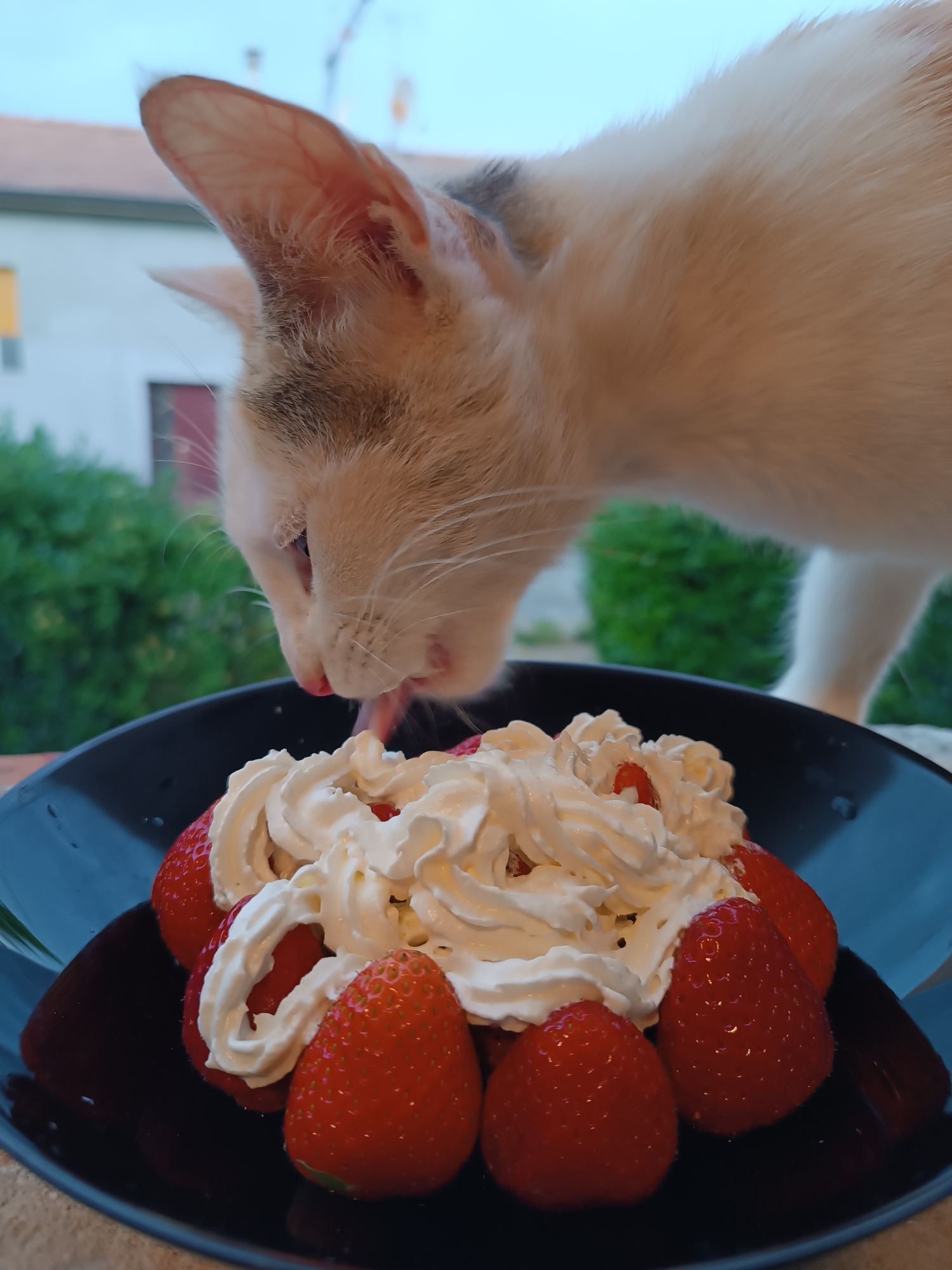 A close-up shot, possibly taken in Viadana, Italy, shows a cat lapping at a dessert of strawberries and whipped cream in a dark bowl. The cat, light in color, is positioned to the right, with its head bent towards the bowl and its tongue extended. The dessert consists of several bright red strawberries, covered with swirls of white whipped cream. The bowl has a dark, glossy finish. In the background, green foliage and blurred architectural elements are visible.