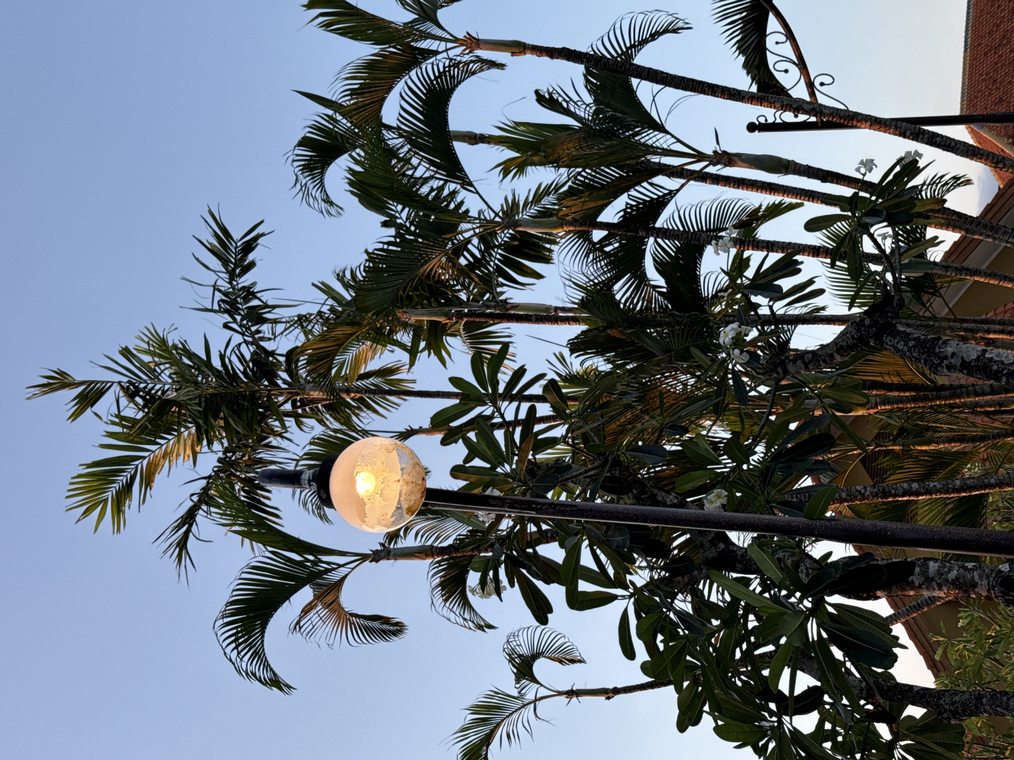 The image presents an upward view into a tropical canopy against a clear, light blue sky. A spherical, textured glass lamp, emitting a warm yellow light, is prominently featured on the left side, attached to a dark, horizontal pole extending across the mid-ground.
Multiple palm trees, characterized by their slender, dark green fronds, fill much of the frame, their foliage silhouetted or subtly illuminated by warm light. Interspersed with the palms are branches of another tree, likely Plumeria (Frangipani), identifiable by its broader, darker leaves and several small, white flowers.
In the bottom-right corner, a portion of a building is visible, featuring a reddish-brown tiled roof and an ornate, dark metal decorative element. The clear sky and the illuminated lamp suggest the time of day is dusk or early evening. The overall atmosphere is tranquil and tropical. No human activity or visible text is present. The scene aligns with a tropical location such as Kuta Selatan, Indonesia.