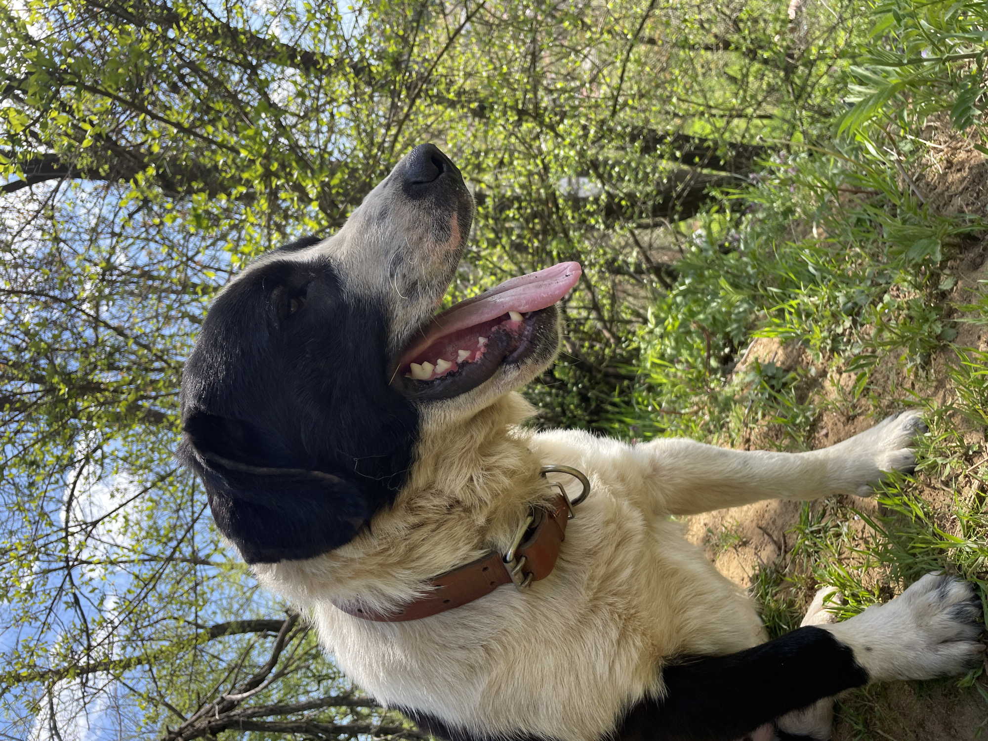 A black and white dog is depicted resting outdoors in what appears to be a natural setting in Zlatograd, Bulgaria. The dog is positioned with its head tilted upwards and to the left, showing its profile. Its mouth is open with a long, pink tongue extended, and white teeth are visible, suggesting it might be panting, possibly due to warm weather or exertion.
The dog has prominent black fur on its head, particularly around the ears and top of the skull, which contrasts with the white fur on its snout, neck, and body. A sturdy brown leather collar with a metal buckle and D-ring adorns its neck. Its front paws are extended forward on the ground.
The background features a vibrant natural environment. Lush green foliage from trees with many branches and fresh leaves fills the upper portion of the frame, silhouetted against a bright blue sky dotted with scattered white clouds. The ground where the dog lies is a mix of dirt and green grass, with some small plants visible, indicating an unmanicured outdoor space.
The lighting suggests a clear, sunny day, likely during the midday or afternoon hours, contributing to the bright and lively atmosphere of the scene. The dog appears relaxed and content in its surroundings. There is no visible text in the image.