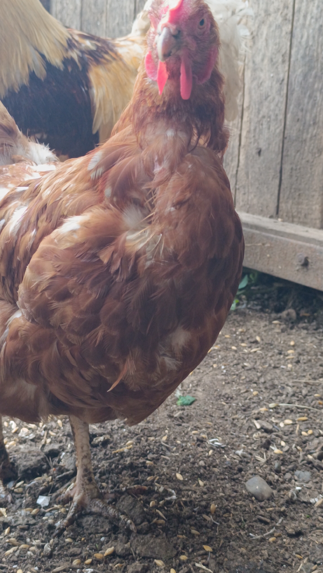 In an outdoor, rural setting, a close-up shot focuses on a brown chicken standing on dark, grainy ground littered with small seeds and pebbles. The chicken's head is turned slightly to the left, with its red comb and wattles prominently visible. Its body is covered in brown and white feathers. In the background, another chicken with lighter plumage is partially visible, and a weathered wooden fence runs horizontally. The lighting suggests it is daytime.