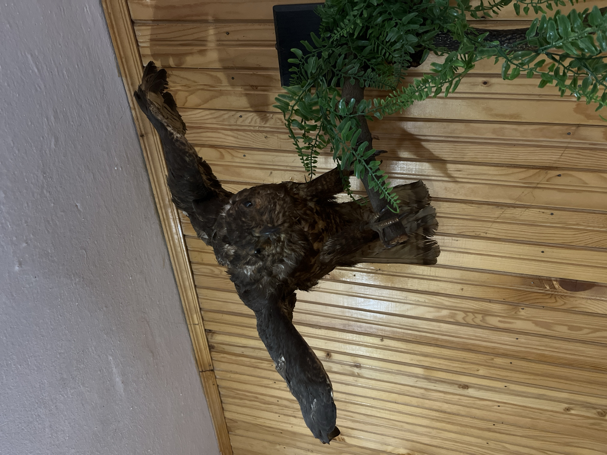 A taxidermied bird with outstretched wings is mounted on a wood-paneled wall. The bird is dark brown with lighter brown and white speckling. Its eyes are open and facing forward. It is perched on a branch with artificial green foliage attached. The wall is made of vertical, light-colored wood planks. The ceiling is white and textured. The scene is indoors.
