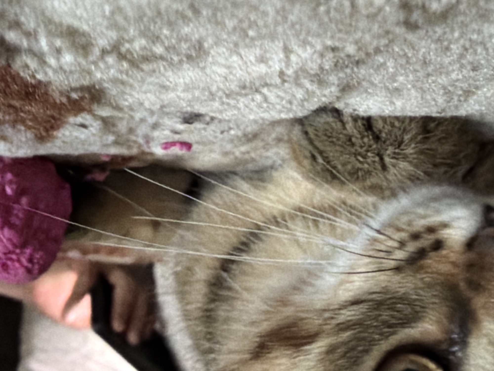 The image is a close-up, low-angle shot of a cat's face, with its fur in focus. The cat's eye is partially visible, and its whiskers are prominent. To the right of the cat's head, a pink spherical object, possibly a toy, is present. A portion of a human hand holding a dark rectangular object, likely a smartphone, is visible in the upper right quadrant of the image. The background consists of a textured, light-colored surface, possibly a rug or blanket. The lighting suggests an indoor environment. The image does not provide any information about a specific city or location.