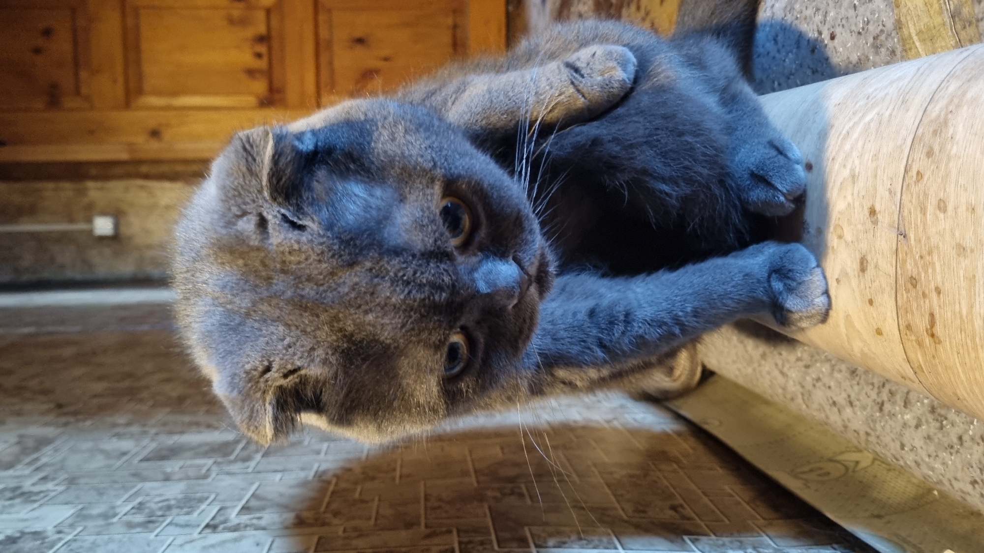 A grey Scottish Fold cat is the sole subject in this vertical, eye-level shot. The cat is positioned in the center of the frame, facing downwards and slightly to the left. Its ears are folded, and its eyes are a light amber color. The cat's fur is short and dense. It is sitting on a light-colored, rounded object that appears to be a roll of material, possibly linoleum or wallpaper, with dark spots and a wood-grain pattern.
The background is divided into two sections. To the left is a textured wall with a brick-like pattern in shades of grey and beige. To the right is a wooden door with vertical planks and a visible grain pattern. Above the cat, a white electrical outlet is visible on the wall.
The lighting is dim, casting shadows and giving the scene a cool, blueish tint, particularly on the cat and the wall. The overall environment suggests an indoor setting, possibly a storage area or a room undergoing renovation. No people are present in the image. The location in Vysokoe, Russia, cannot be determined from the visual information provided.
