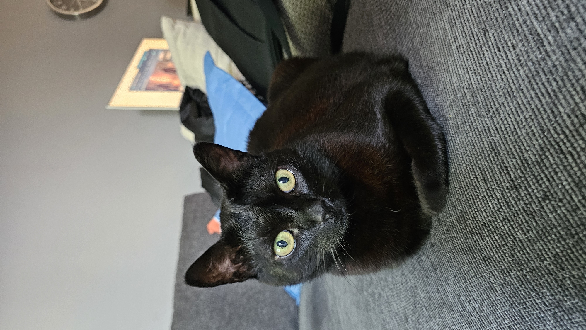 A black cat with green eyes is lying on a gray couch. Behind the cat are some articles of clothing, including a black coat, a blue shirt, and a white pillow. In the background is a gray wall with a framed picture and a clock hanging on it. There is no indication of a location in Tsarkva, Bulgaria.