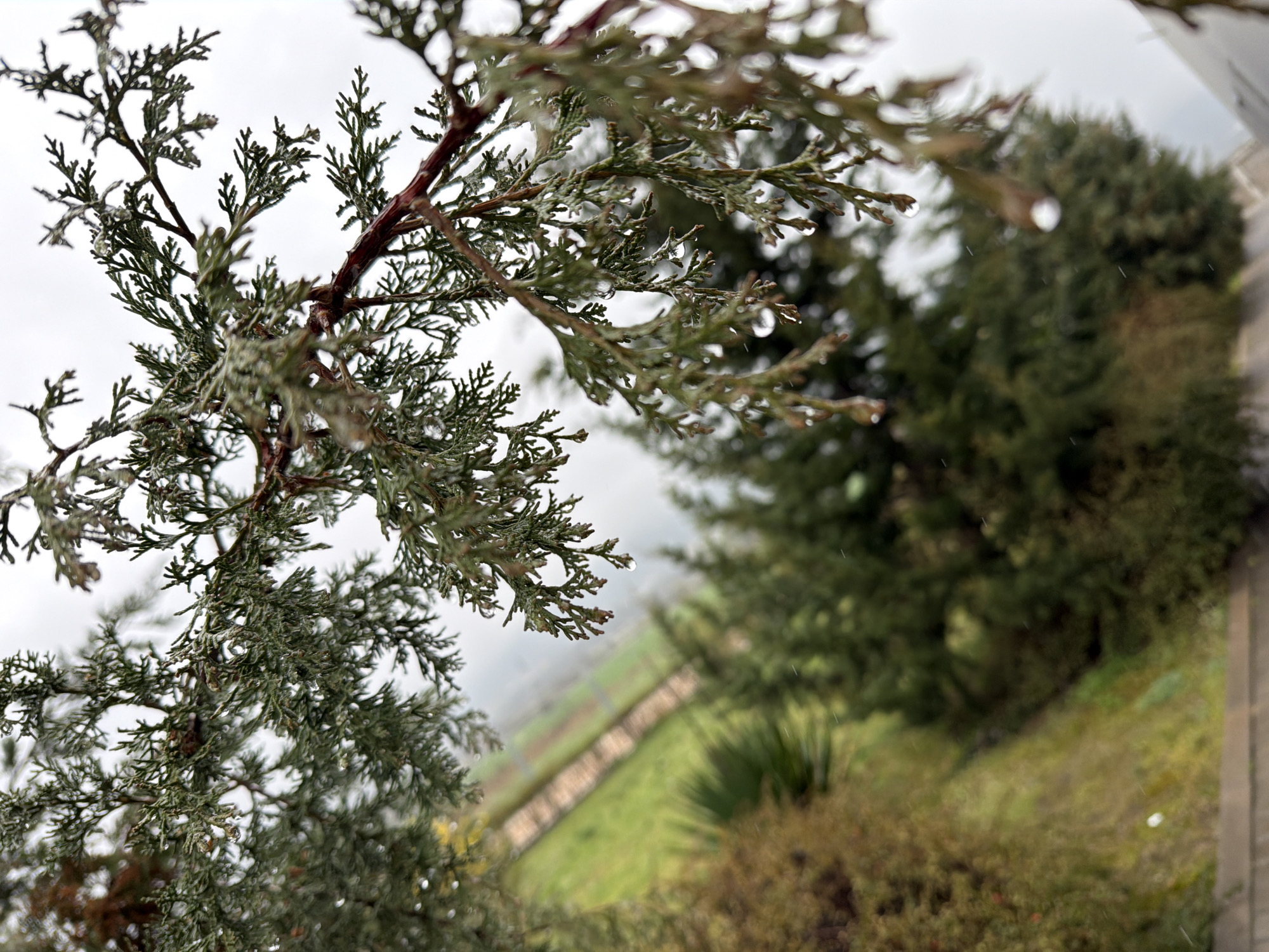 The photograph depicts a close-up view of a coniferous tree branch covered in water droplets, likely after rain. The branch is in focus, while the background is blurred.
In the background, there is a blurred landscape, including a grassy area with a fence and other trees or bushes. The sky is overcast and gray.
The photo was taken outdoors, in an urban area in Parvenets, Bulgaria.