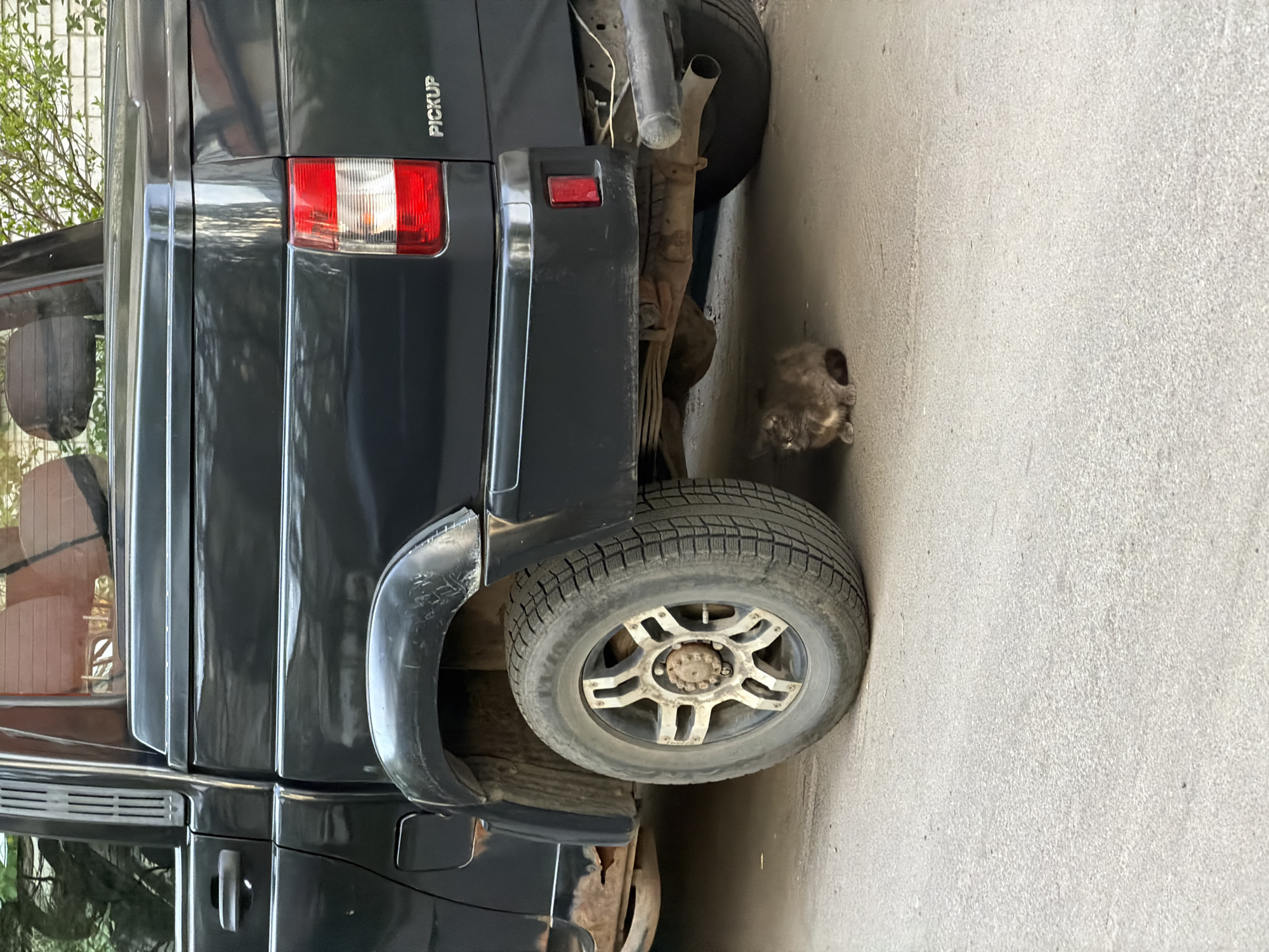 A medium shot depicts the rear driver's side of a black pickup truck parked on an asphalt surface. A gray cat is situated near the rear tire of the truck. The scene appears to be set outdoors in daylight. The city of Kolbino, Russia, is not discernible from the image.