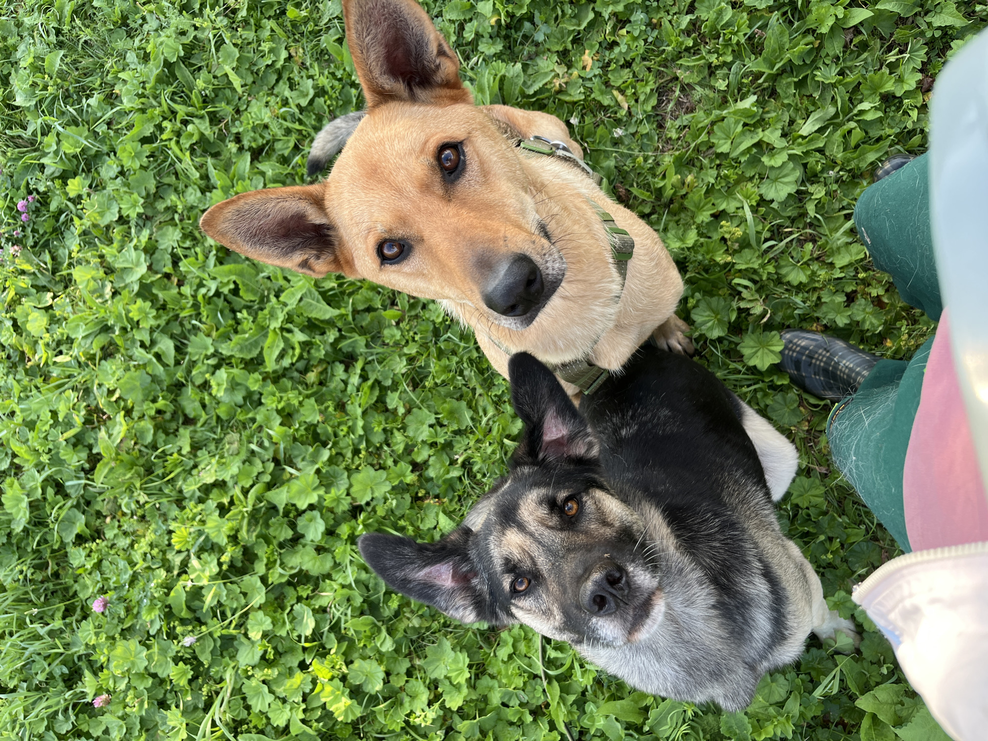 Two dogs, one a tan-colored German Shepherd mix and the other a black and grey husky mix, are sitting on a patch of green grass with small pink flowers. The dogs are looking up at the camera. The perspective is from above, as if someone is standing over them. The tan dog is on the right, and the black and grey dog is on the left. A person's legs, clad in green pants and a pink shirt, are visible at the bottom of the frame, along with black and white plaid shoes. The scene appears to be an outdoor setting, likely a park or yard. There is no visible information to suggest the location is Nizhny Tagil, Russia.