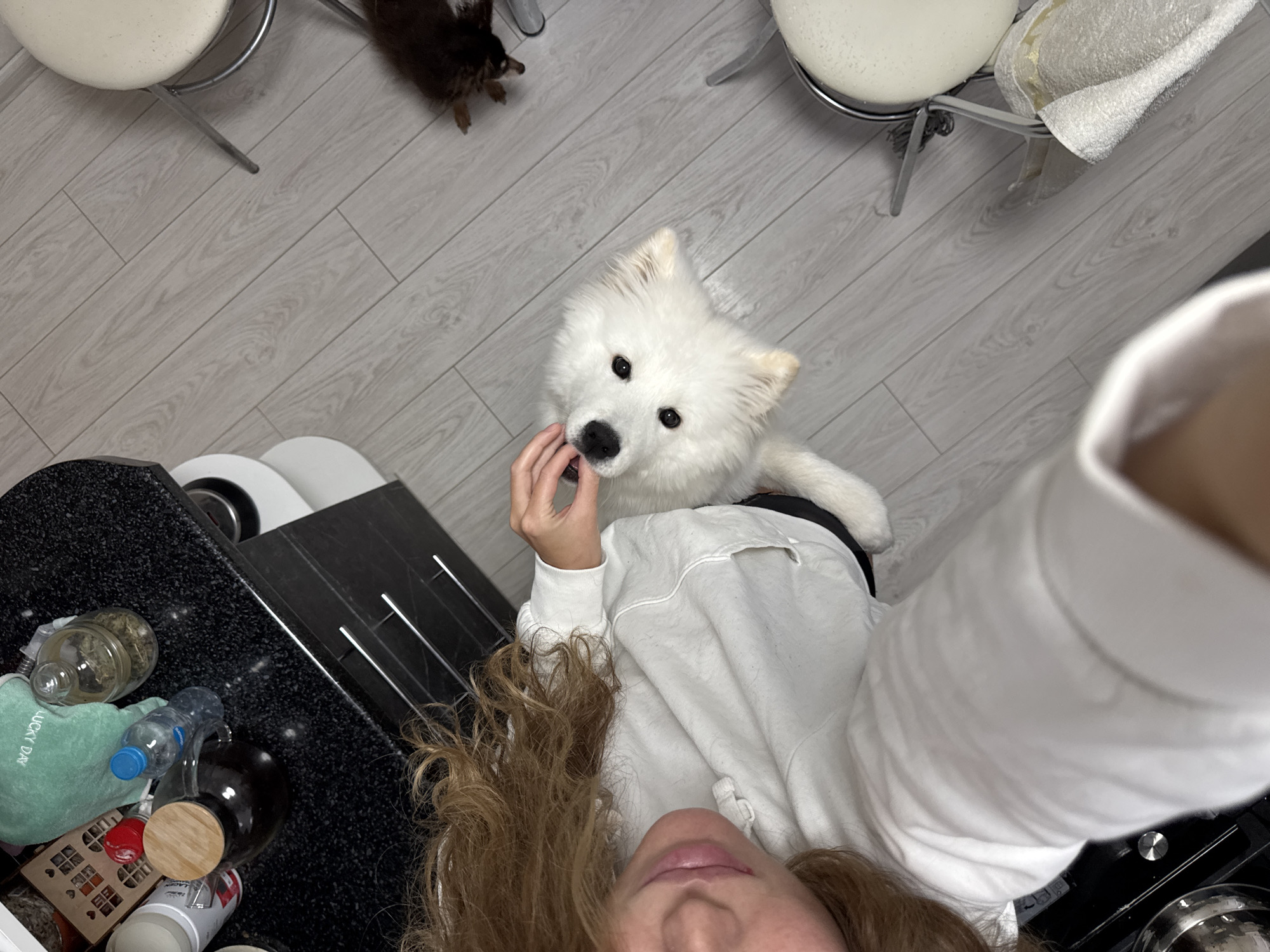 A high-angle shot in an indoor setting, possibly a kitchen, shows a fair-skinned person with curly brown hair partially visible at the bottom of the frame. The person is wearing a white sweater and appears to be holding a dark object near the mouth of a medium-sized, white Samoyed dog. The dog is looking upwards towards the person, its front paws just visible. To the left, a black countertop cluttered with various objects is visible: jars, a water bottle, and other containers. In the background, there are two white stools with chrome legs placed on a light-grey, wood-patterned floor. To the left of the Samoyed, a small, dark-colored dog is visible. Based on the location information, this scene is in the city of Chaikovsky, Russia.