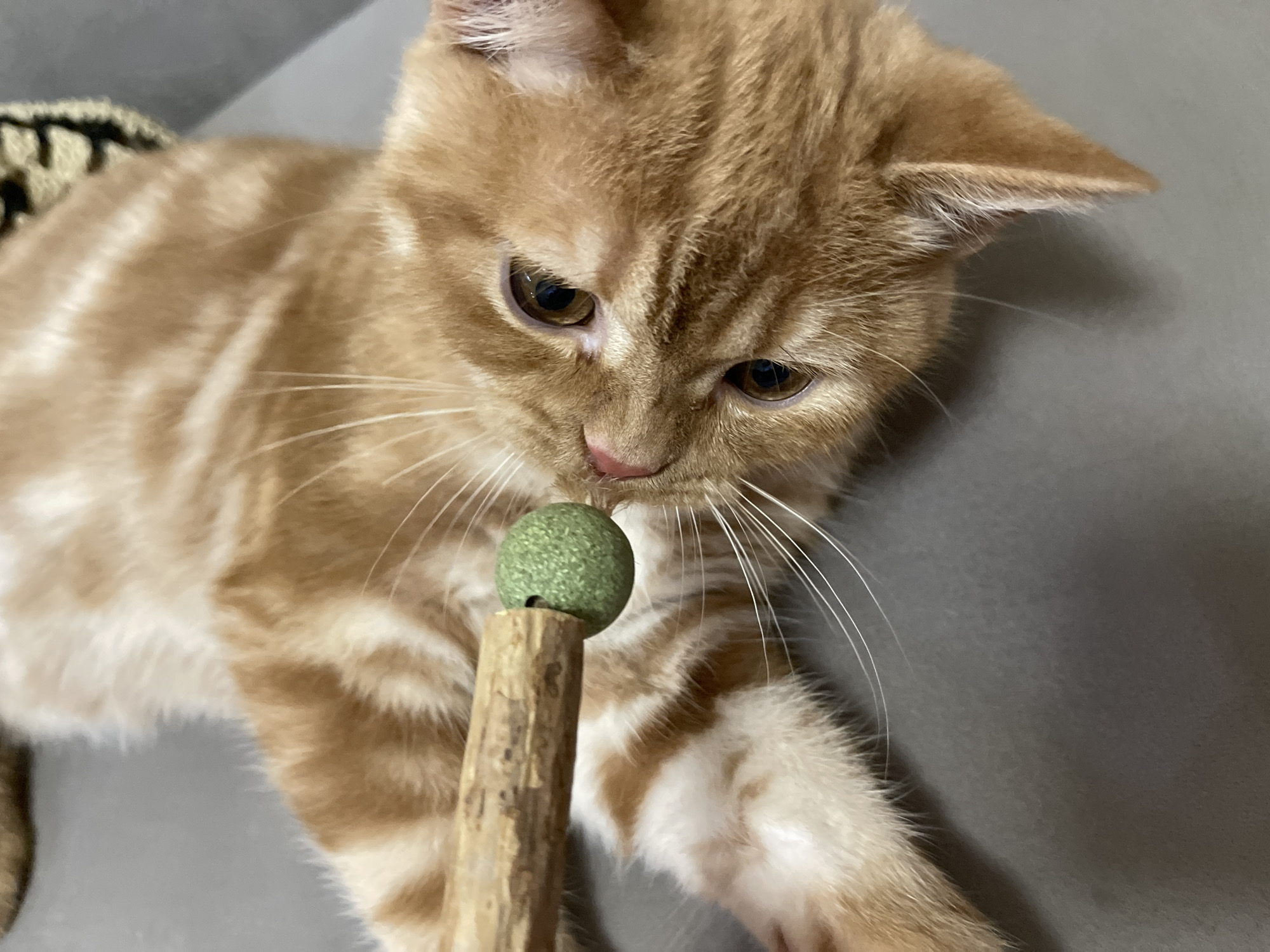 An orange tabby cat lies on its back, its gaze fixed on a wooden stick with a small, green, spherical object attached to its end. The cat's head is turned to the side, and its whiskers are splayed. The background is a plain, gray surface. The image is tightly cropped, focusing on the cat and the toy.