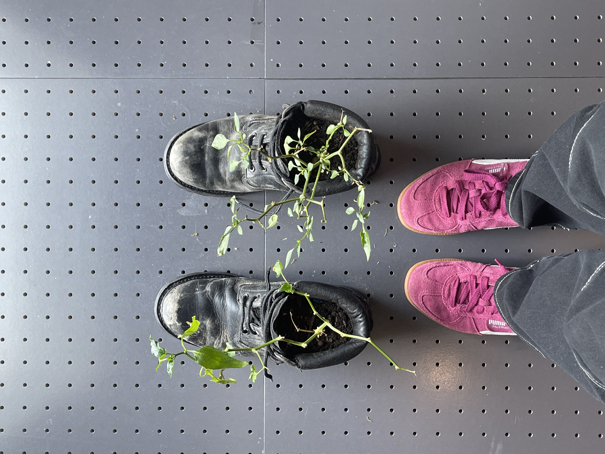 The image, taken from an overhead perspective, shows a section of a gray perforated metal floor. Two weathered black leather work boots are positioned near the center of the frame. Each boot functions as a planter, with green-stemmed plants growing from within, some stems trailing towards the floor.
To the right of the boots, there are two feet clad in dark pink suede Puma Palermo sneakers. The wearer's dark gray or black denim pants are partially visible covering part of the sneakers.
There is no visible location information related to the city of Metz, France in the image.