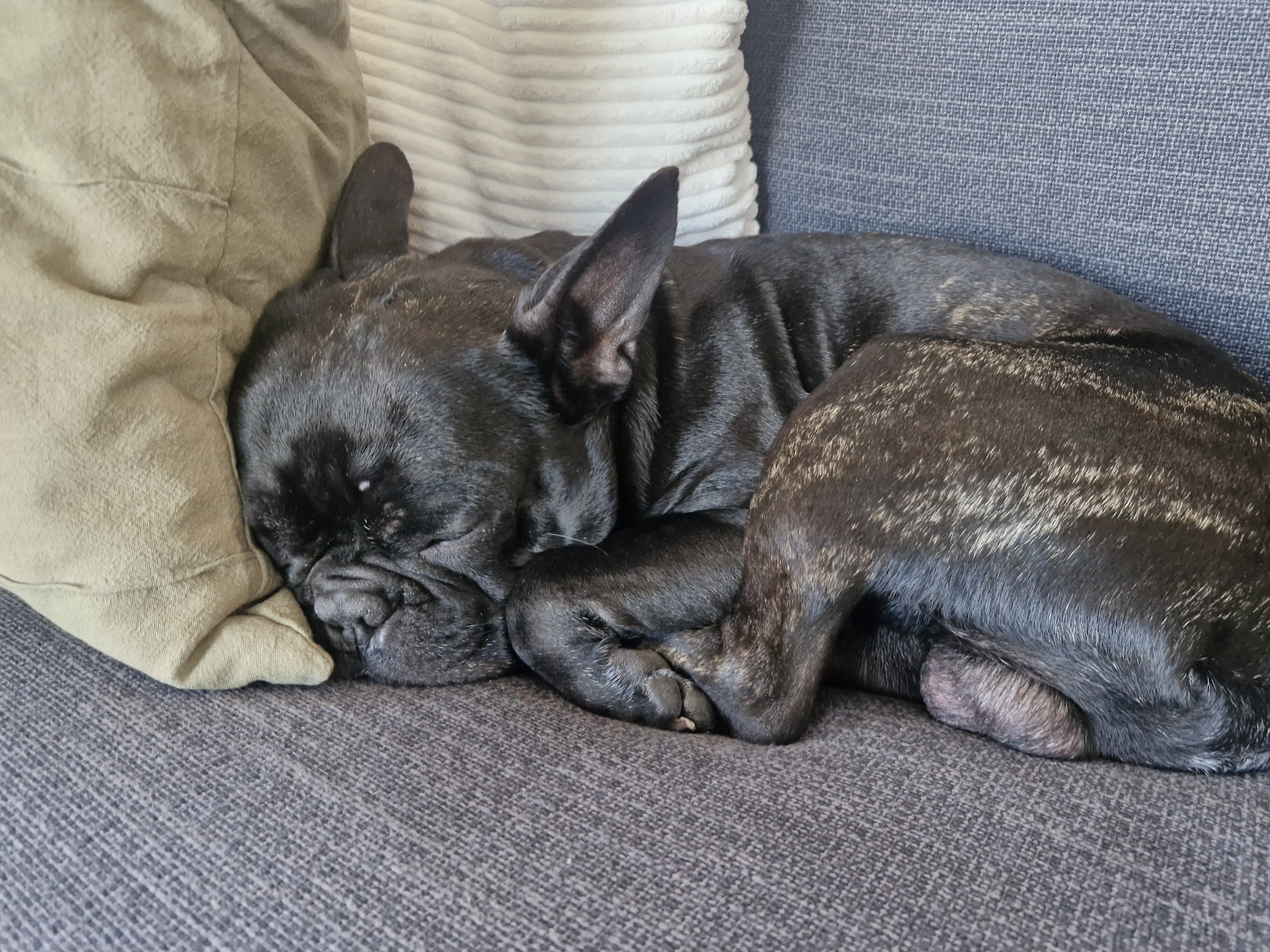 A black or dark brindle French Bulldog is captured sleeping peacefully on a grey sofa, curled up in a relaxed position. Its head rests comfortably on a light olive green cushion, which has a visible seam line. Behind the dog's back, a white, ribbed cushion is partially visible. The dog's eyes are closed, and its characteristic bat-like ears are perked slightly, though relaxed. Its face shows the typical wrinkles of the breed. The fur on its body has subtle brindle patterns, especially noticeable on its hindquarters. One of its paws is tucked under its head, while another is curled close to its body. The grey sofa fabric has a visible weave texture. The overall scene suggests a quiet, comfortable indoor setting, possibly a living room, conveying a sense of tranquility and contentment. There is no visible text in the image. This scene is contextualized as being in Plovdiv, Bulgaria.