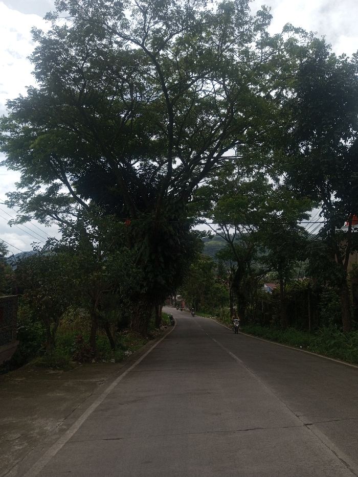 The image shows a two-lane paved road winding through a heavily vegetated rural area in Sarwahi Mal., India, under an overcast sky. A massive tree with a dense green canopy and visible climbing vegetation dominates the left side of the foreground and mid-ground. Numerous other trees and shrubs line both sides of the road, which appears to curve gently to the left in the distance. In the background, verdant hills are visible beneath the cloudy sky. Multiple power lines are discernible across the upper portion of the frame. On the road, several motorcycles are present, all positioned as if moving away from the viewer. One motorcycle with a single rider is clearly visible in the mid-ground. A concrete shoulder or walkway borders the left edge of the road.