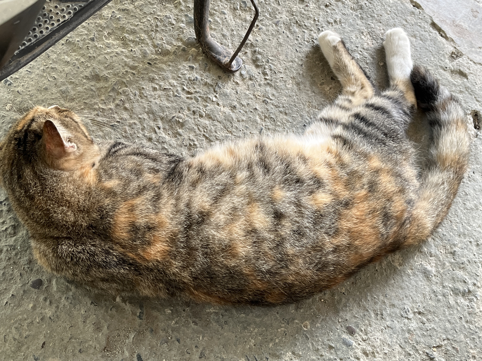 A calico cat is lying on a rough, gray concrete surface. The cat is viewed from above, and its body is elongated. Its fur exhibits a mottled pattern of brown, black, and orange. The cat's head is turned to the right, with its ear visible. Its paws are visible, with white tips on its hind paws. A dark metal object, possibly part of furniture or equipment, is present to the right of the cat. The background is composed entirely of the concrete surface.