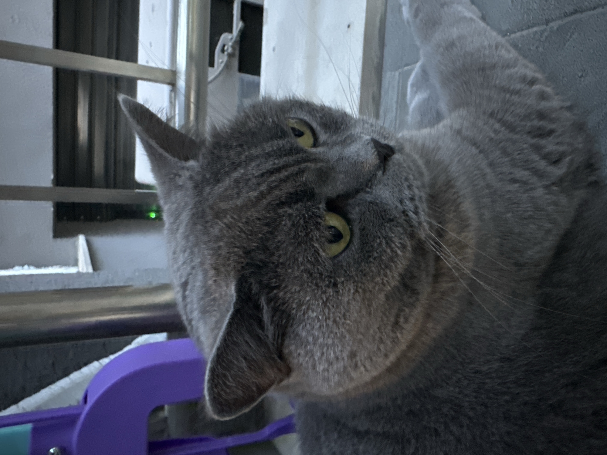 The image shows a close-up of a grey cat with yellow eyes. The cat is lying down on a textured grey surface, possibly a stone patio or walkway. In the background, there is a purple object on the left, a metal railing, and what appears to be part of a building with windows. The lighting suggests it is either early morning or late evening. The overall environment appears to be an outdoor urban setting. There are no people visible in the image. The provided location information states Varna, Bulgaria, but there are no specific landmarks or identifying features in the image that would confirm this location.