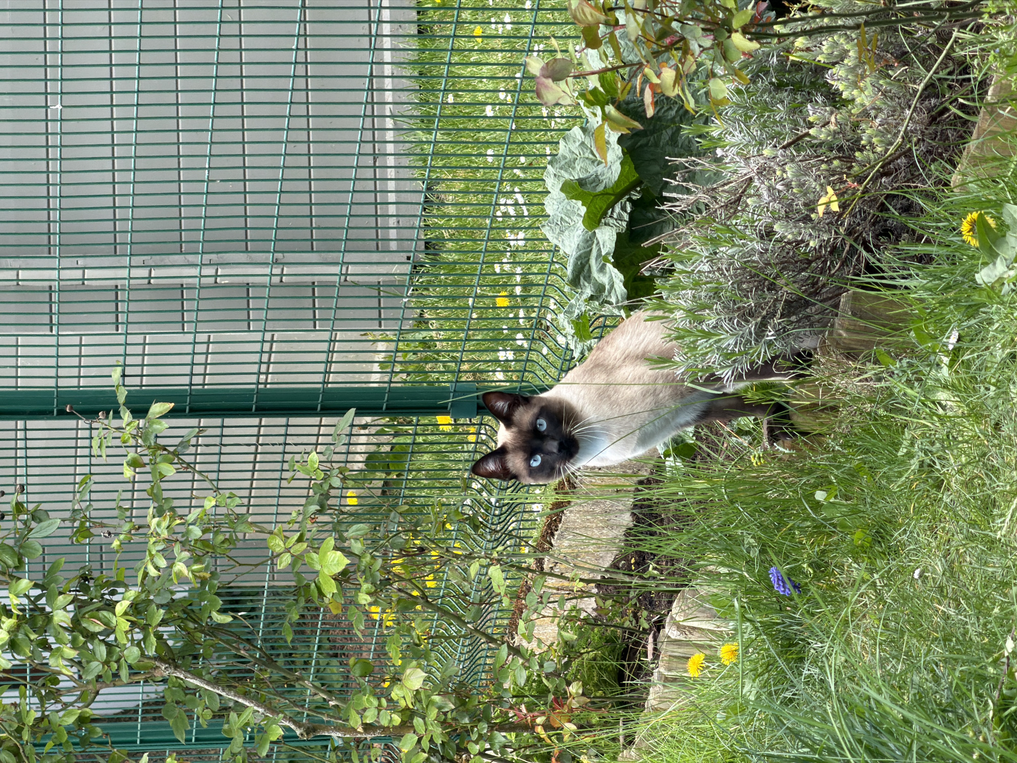 This image, taken in Esch-sur-Alzette, Luxembourg, features a striking Siamese cat in a vibrant garden setting. The cat, positioned slightly to the right of the center, is looking directly at the viewer with an alert and curious expression. It has characteristic dark brown points on its face, ears, and paws, contrasted with a lighter tan or cream-colored body. Its bright blue eyes and prominent white whiskers are clearly visible.
The cat is situated amidst lush green foliage. The foreground and midground consist of green grass dotted with yellow dandelions and small white flowers. A solitary small blue flower is also visible in the grass in the lower right. To the cat's right, a patch of silvery-green foliage, possibly lavender, adds a textured element to the garden. Further back, large, broad green leaves can be seen. In the lower left, a leafy green bush, possibly a rose, partially frames the scene.
A prominent green metal grid fence runs vertically along the left side of the image, separating the garden from a grassy area beyond. The scene is illuminated by bright, natural sunlight, indicating it is daytime. There is no visible text in the image.