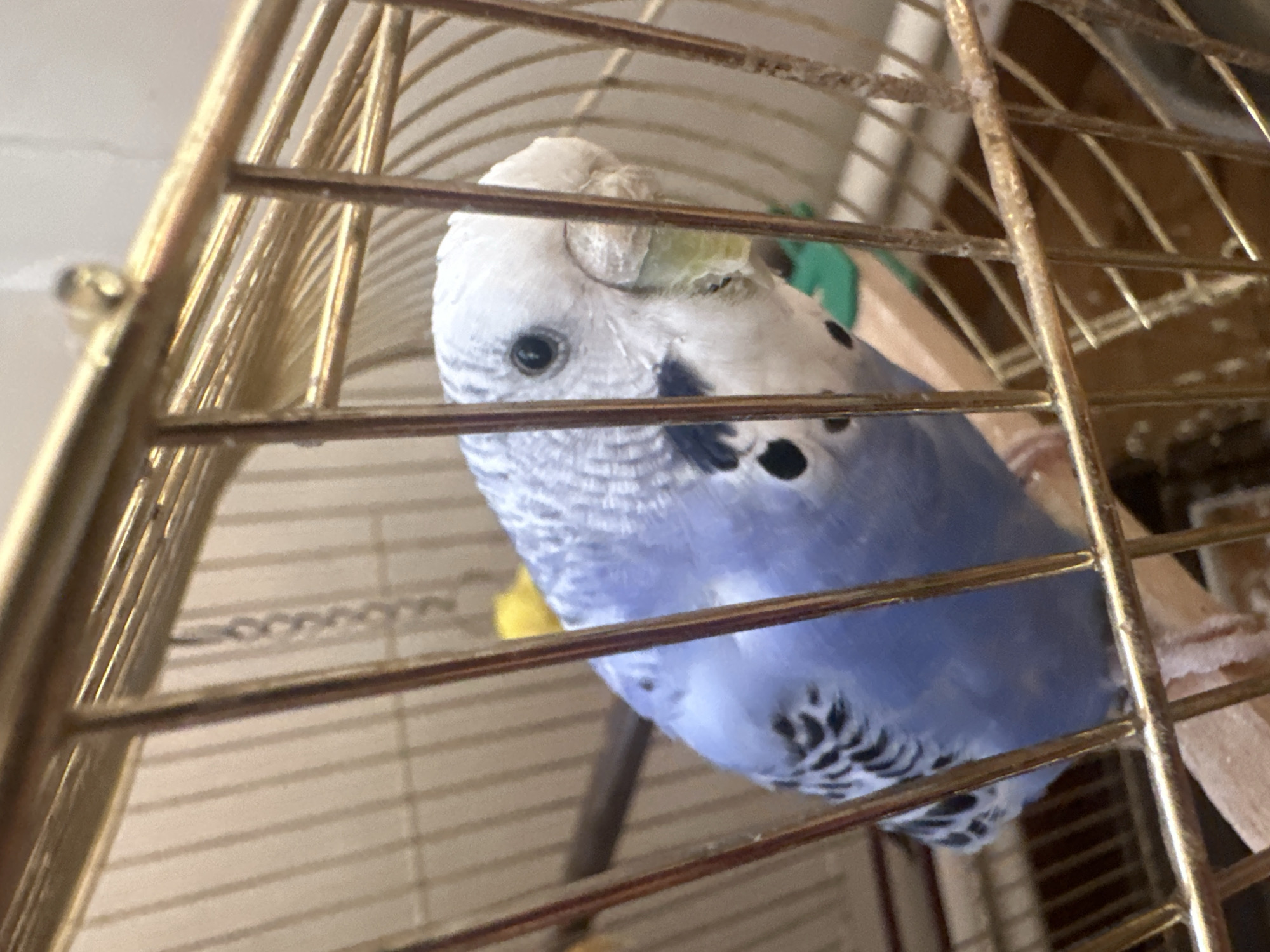 An adult male budgerigar with light blue plumage, dark wing markings, and a white head is perched on a wooden dowel inside a gold-colored birdcage. The bird is facing the camera and appears to be eating or drinking, with some green substance around its beak. The cage has vertical bars and a light-colored background, possibly a wall. The scene is dimly lit, with the focus on the bird. There are no people or other animals visible in the image, and the location is not specified.