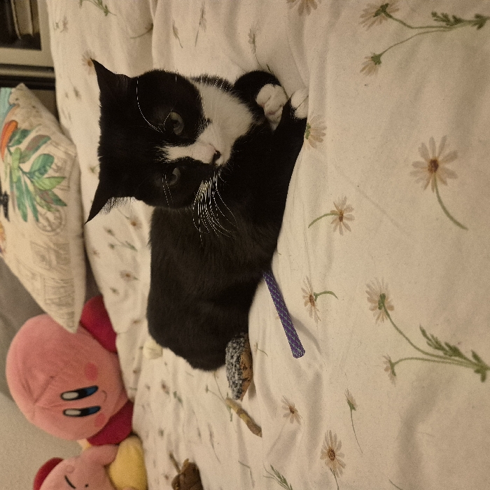 A black and white cat lies on a bed with daisy-patterned sheets. The cat's head is turned, looking towards the viewer. A purple toy is near the cat. To the left are several plush toys, including a pink Kirby. A patterned throw pillow sits beside the plush toys. The scene is softly lit.