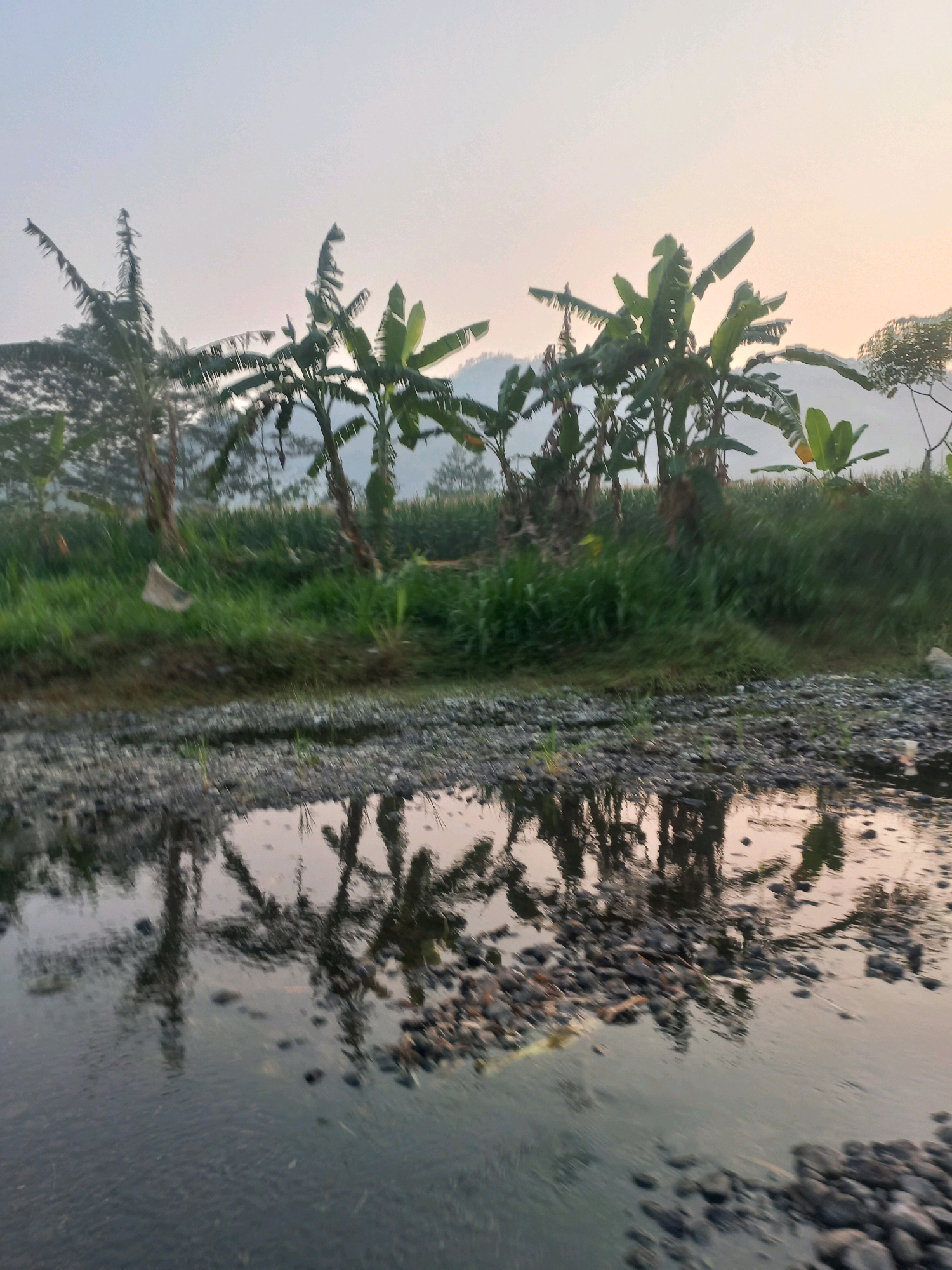 The image depicts a serene natural scene, likely taken at dawn or dusk, in Wiroko, Indonesia. The foreground features a shallow body of water, possibly a riverbed or a pool of collected rainwater, with a rocky bottom visible through the clear water. The water reflects the silhouettes of several banana trees and lush green vegetation situated on the bank behind it. The sky is a pale, hazy blue, with hints of warm light suggesting the sun is low on the horizon. In the background, misty hills rise, adding depth to the landscape. The overall impression is one of tranquility and natural beauty.