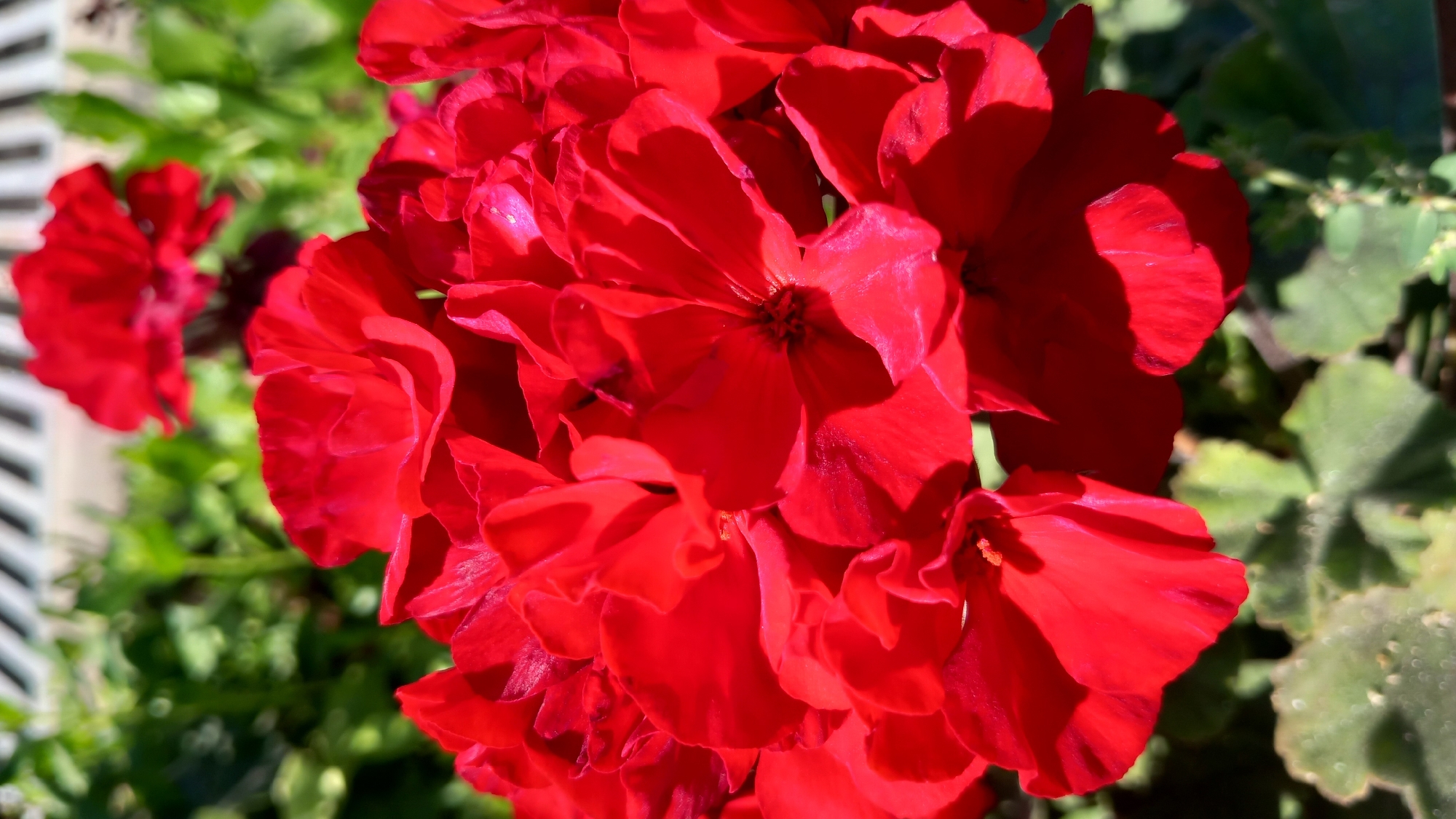 A close-up, vertical shot captures a cluster of bright red geranium flowers in the foreground, bathed in sunlight. The petals are delicate and slightly ruffled, with some showing deep shadows that emphasize their texture. In the background, out of focus, green foliage and what appears to be a white lattice structure are visible. The overall impression is one of vibrant natural beauty, possibly from a garden or balcony in Kos, Greece, given the characteristic Mediterranean sunlight and flora. No people or specific actions are depicted, only the static beauty of the flowers.