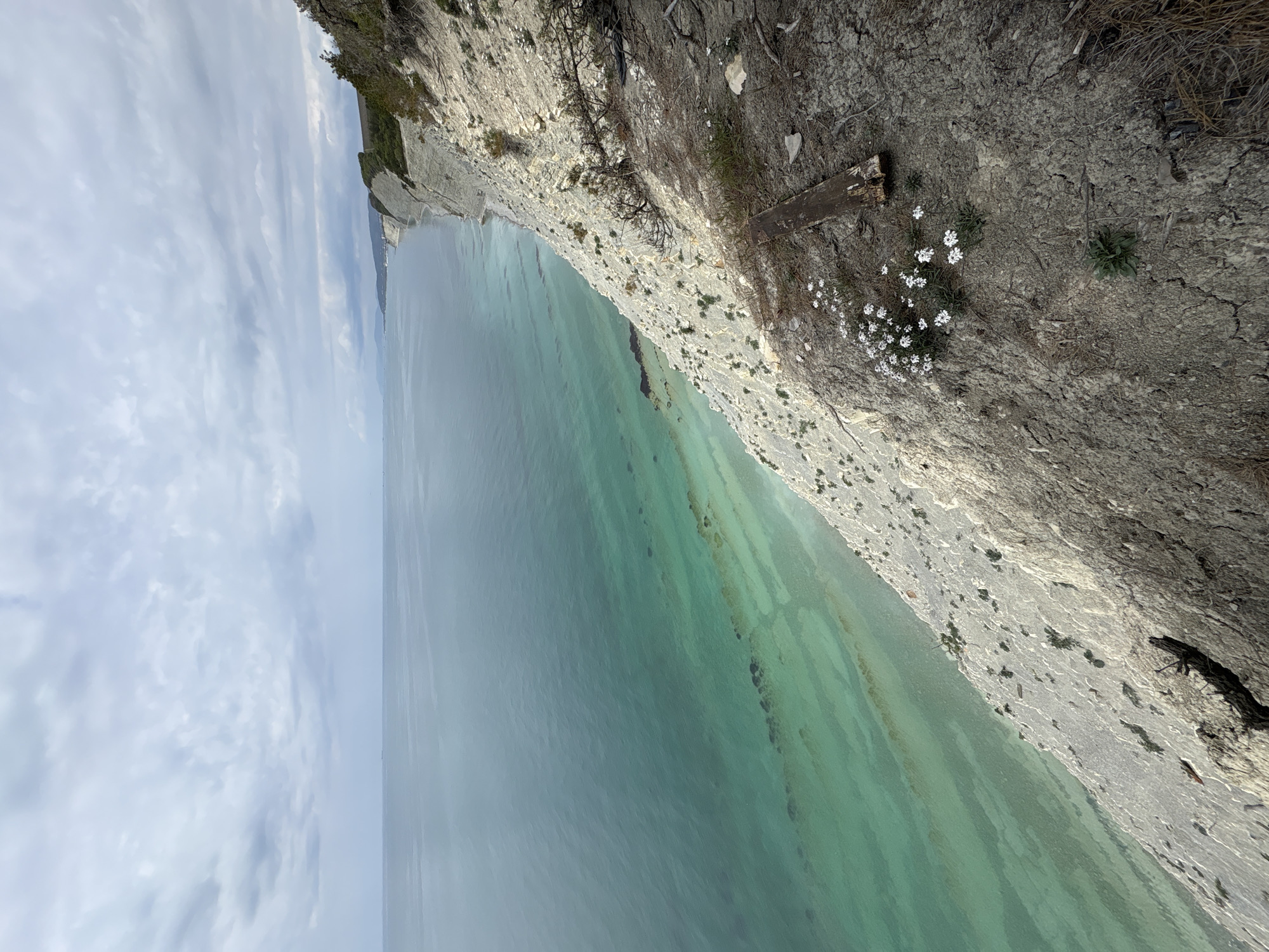The image presents a panoramic view of a coastal landscape, likely Gelendzhik, Russia, from a high vantage point overlooking the sea. The scene is characterized by a prominent, rugged cliff face on the right, which meets the clear, multi-toned water of the sea on the left.
The foreground features the cliff's edge, composed of light-colored, weathered rock and dry, cracked earth. Sparse vegetation, including dry grasses and small clusters of white flowers, grows resiliently on the arid ground. A weathered, broken wooden plank or log is visible near the edge of the cliff.
The midground is dominated by the sea, displaying a beautiful gradient of colors. Closer to the shore, the water is a vivid turquoise and emerald green, indicating shallow depths and revealing underwater patterns, possibly submerged rocks or sandbanks. Further out, the water deepens into a rich blue, stretching towards the horizon.
The background consists of a expansive sky filled with scattered, elongated clouds, suggesting partly cloudy weather. Along the distant coastline, more cliffs and a faint outline of the land can be seen extending into the hazy distance.
The image is captured in natural daylight, likely morning or afternoon, and conveys a sense of peaceful solitude and natural grandeur. There are no people or man-made structures prominently featured, emphasizing the wild beauty of the landscape. No visible text is present in the image.