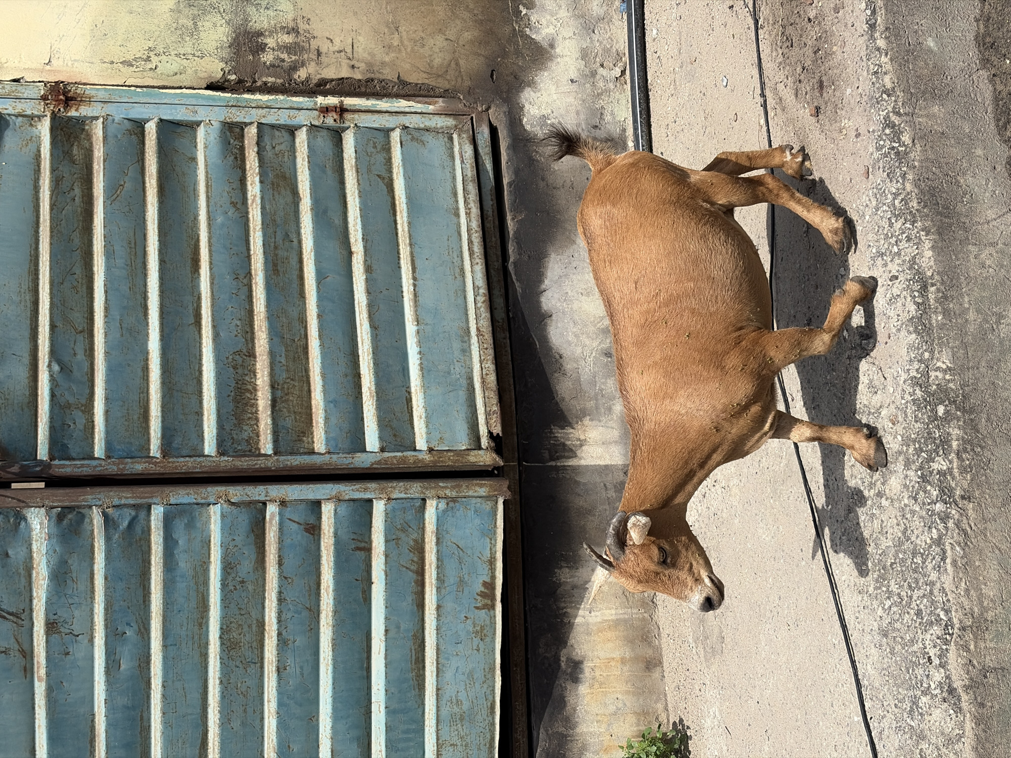 A brown goat with short horns stands on a concrete surface adjacent to a closed, light blue metal corrugated door. The door is located beside a wall that appears to be stained. The goat casts a shadow on the concrete. The scene is outdoors, likely in Igboefon, Nigeria.