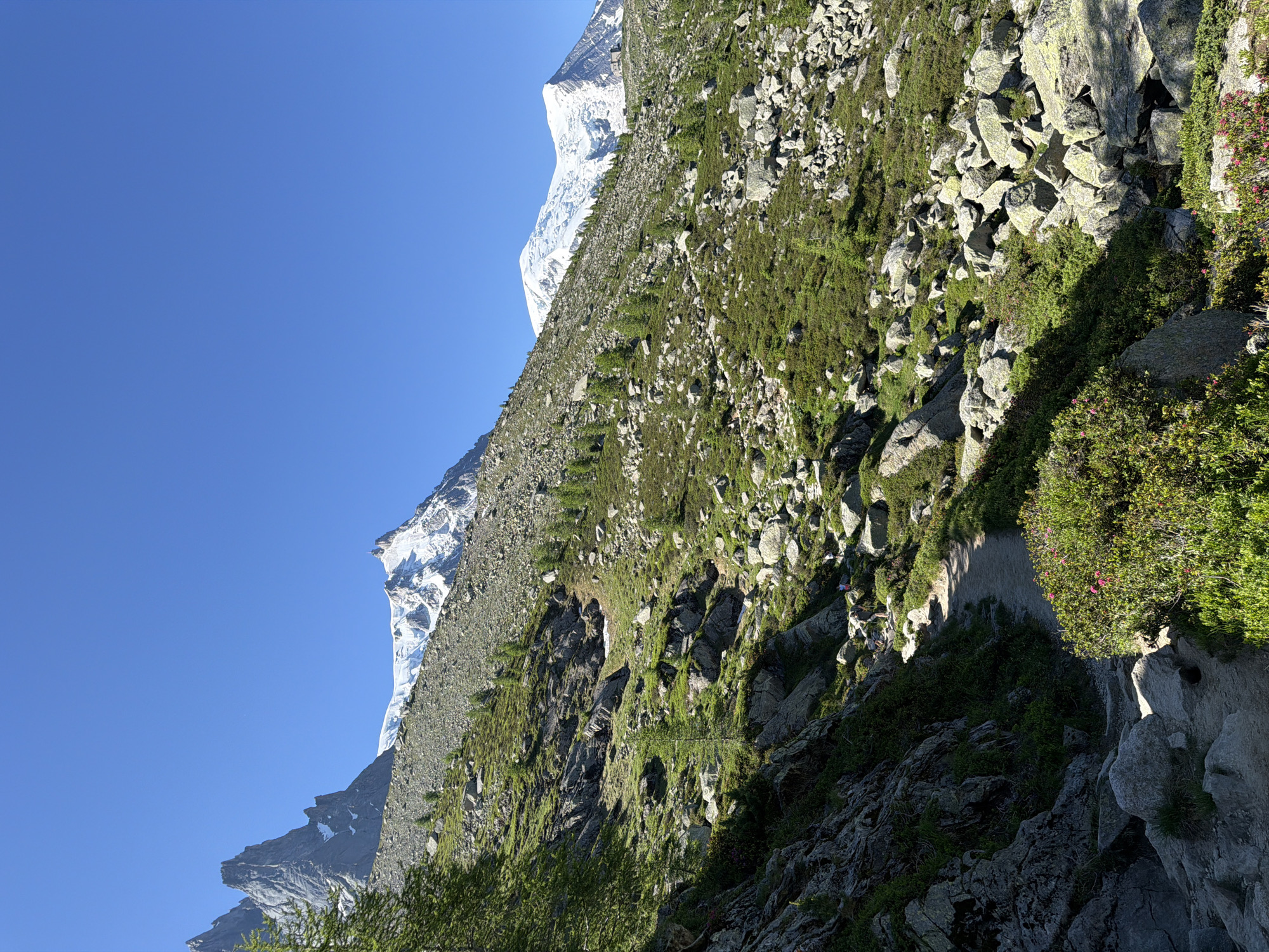 This is a photograph of a mountain trail in the Chamonix-Mont-Blanc area of France, on a clear, sunny day. The trail winds uphill through a rocky, grassy terrain dotted with small evergreen trees and low-lying green shrubs. Large grey boulders are scattered throughout the landscape. In the background, a majestic snow-capped mountain range dominates the horizon under a vibrant blue sky. The trail itself is dirt and appears to be well-trodden, with several hikers visible in the distance, ascending the path. Some pink flowering plants are visible along the edge of the trail in the foreground. The overall scene depicts a remote, natural mountain environment.
