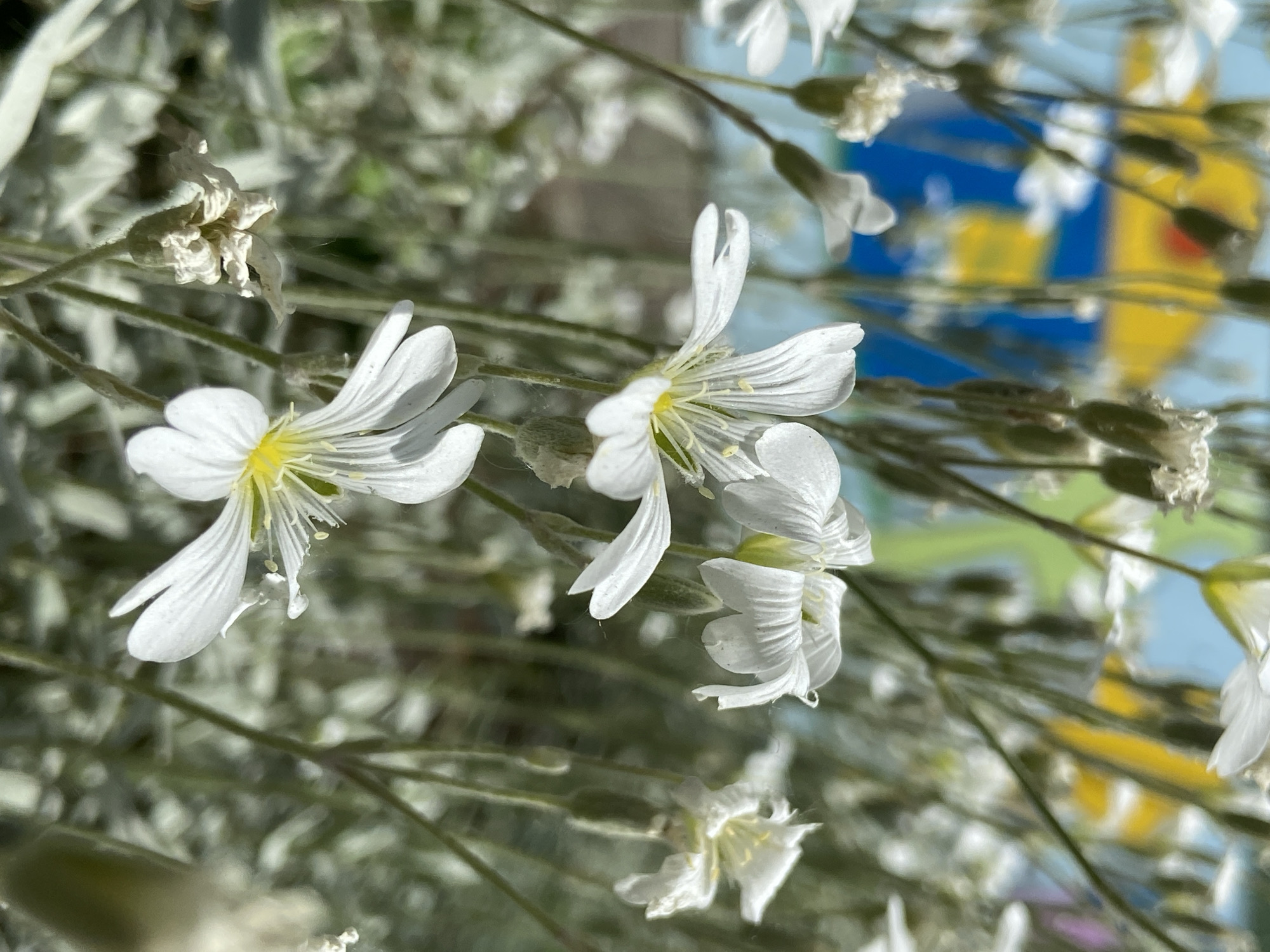 The image shows a cluster of white flowers, likely Cerastium tomentosum (Snow-in-Summer), in a garden or natural setting in an urban environment. The flowers have five deeply lobed petals and yellow centers. The stems and foliage are a silvery-green, and there are also dried flower heads. In the blurred background, there is a hint of bright yellow and blue, possibly reflecting a painted wall or art installation in the city of Unknown, Unknown. The scene is illuminated by natural sunlight.