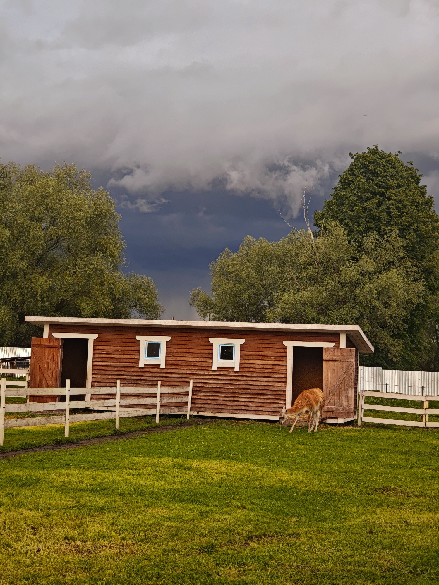 The image shows a brown, wooden shed with two open doors and two small, square windows framed in white. A light-colored animal, possibly a llama or alpaca, stands near the open right door. The shed is surrounded by a white, wooden fence, enclosing a green grassy area. Trees are visible in the background, and the sky is filled with dark, stormy clouds. The image depicts a rural or farm-like setting. The location is Луговой, Russia.