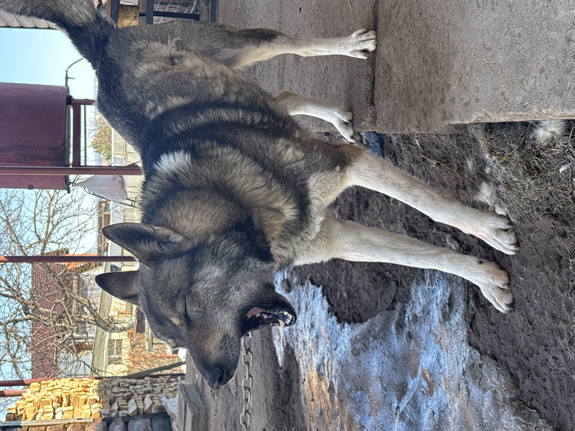 A medium-sized dog with a grey and tan brindle coat and white legs is chained in an outdoor area. The dog appears to be yawning. The ground is a mixture of dirt and standing water. A stack of wood and a building are visible in the background, suggesting an urban location. This image was taken in the city of Chaikovsky, Russia.