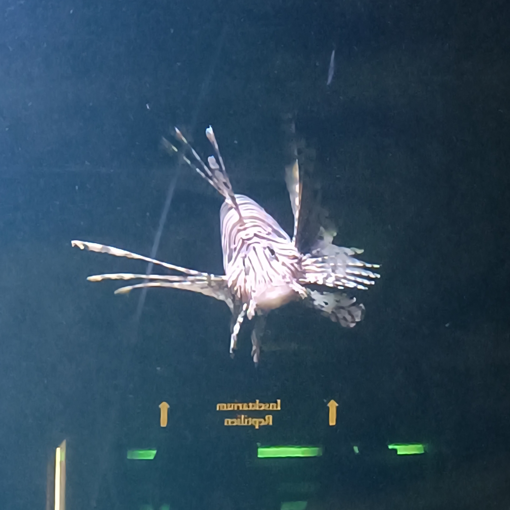 A lionfish, characterized by its distinctive striped pattern and venomous spines, is captured swimming in dark, murky water, likely an aquarium. Its fins are spread wide, giving it a majestic, almost ethereal appearance. The background is a deep, uniform blue-black, obscuring any details of the surrounding environment. In the foreground, two yellow arrows point upwards, flanking a mirrored text that reads "Reptiles and Amphibians," suggesting the fish is part of an exhibit in a zoo or aquarium. The lighting is dim, highlighting the fish and the signage.