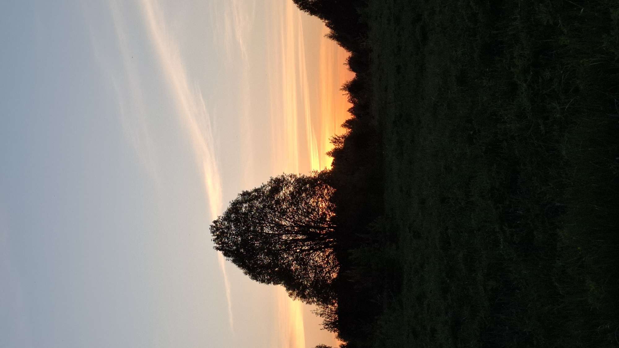 The image captures a sunset scene, likely in a rural or semi-rural area. The sky transitions from light blue to orange and yellow hues as the sun dips below the horizon. Dark silhouettes of trees and foliage are present, particularly a large tree in the foreground, back-lit by the setting sun. The scene lacks any obvious indicators to positively identify it as being in the city of Шешурга, Russia. No people, objects or other details are visibly identifiable to suggest anything specific about Шешурга, Russia.