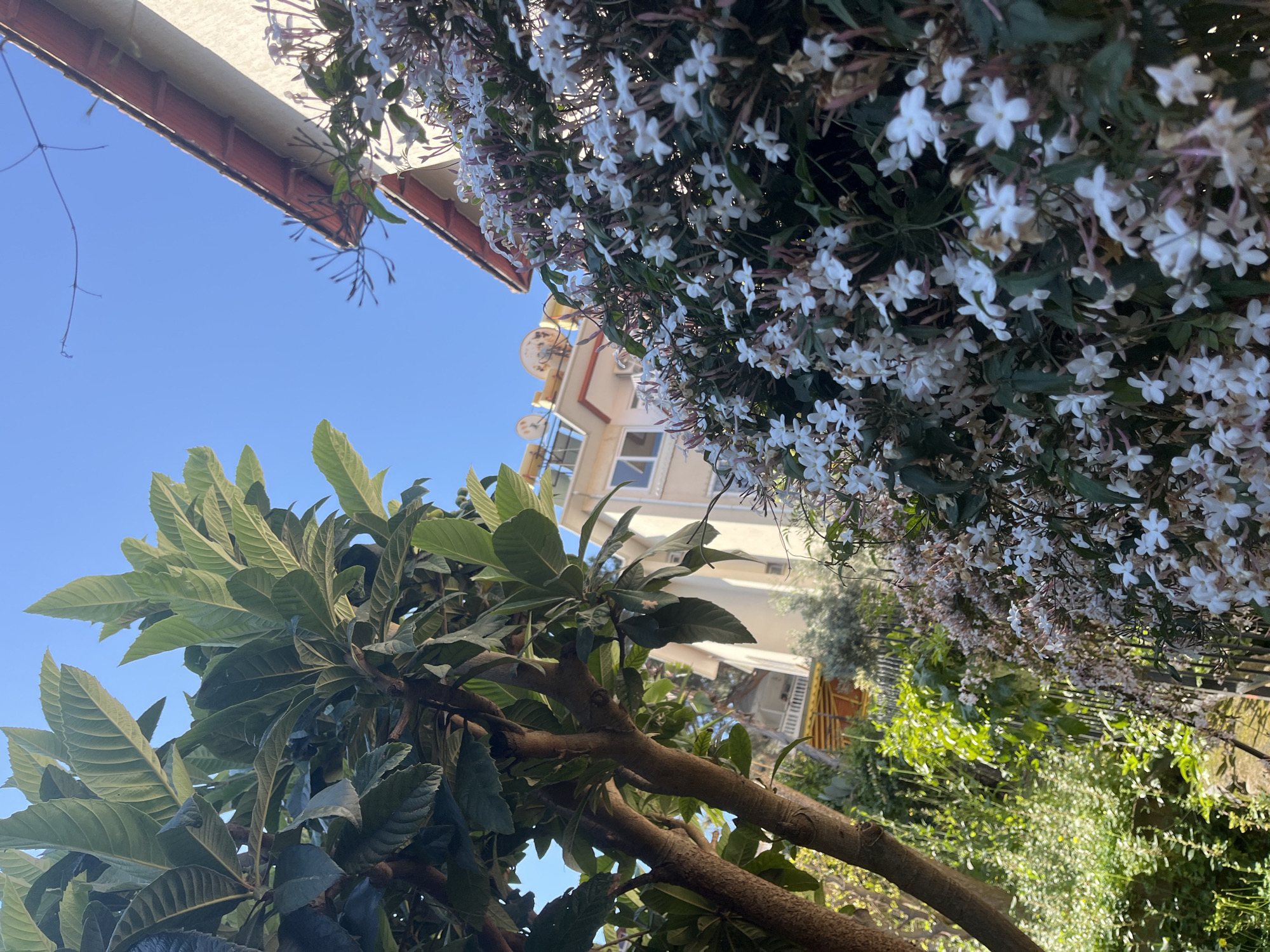The image shows an upward-angled view of a residential scene in Alanya, Turkey. The composition is dominated by lush vegetation, including a loquat tree with large, dark green leaves in the lower left and a profusion of white jasmine flowers to the right. A multi-story building, possibly a residential apartment, is visible in the background with satellite dishes on its roof. The sky is a clear, bright blue. Part of a roof with a red edge is visible in the upper left corner. Other greenery fills the right side of the frame, obscuring a clear view of the building or surrounding area.