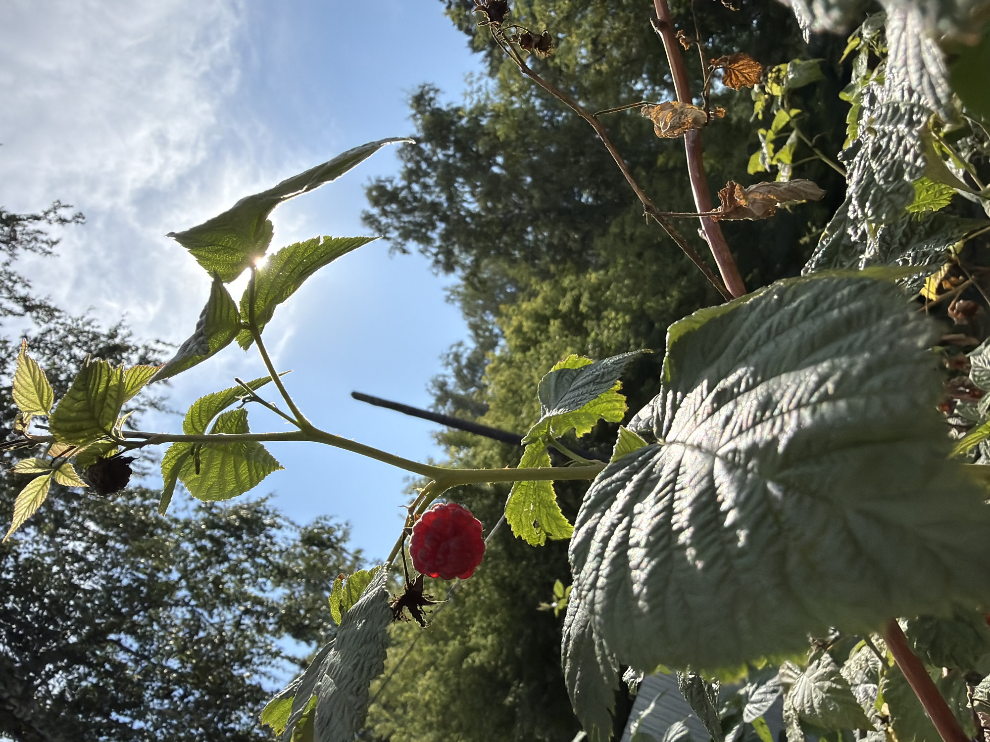 A single, ripe raspberry is suspended from a green stem, glistening in the sunlight against a backdrop of lush green foliage and a bright blue sky with scattered white clouds. The raspberry is a vibrant, deep red, its drupelets clearly defined. The stem is thick and covered in small, prickly thorns. Several large, textured green leaves of the raspberry plant are visible, some catching the sunlight and appearing translucent. In the background, blurred trees and branches create a sense of depth, suggesting an outdoor, natural setting. The sun is positioned behind some leaves, creating a lens flare effect. The scene evokes a sense of summer abundance and the natural beauty of a garden or wild growth. The provided metadata indicates the image was captured in Altayskiye Zori, Russia.
