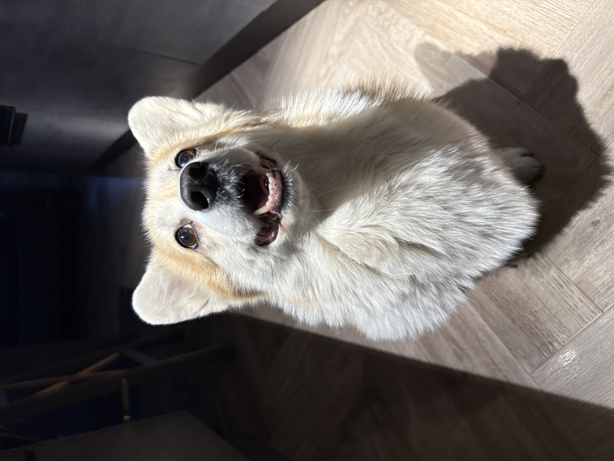 A corgi dog lies on a light-colored, wood-patterned floor. The dog has white and tan fur. It is looking up at the camera with its mouth open, showing its teeth. The lighting is uneven, with the top right corner of the image brightly lit and the bottom left corner in shadow. The shadow suggests an indoor environment. The scene is not recognizably specific to Krasnoyarsk, Russia; no unique regional details are visible.