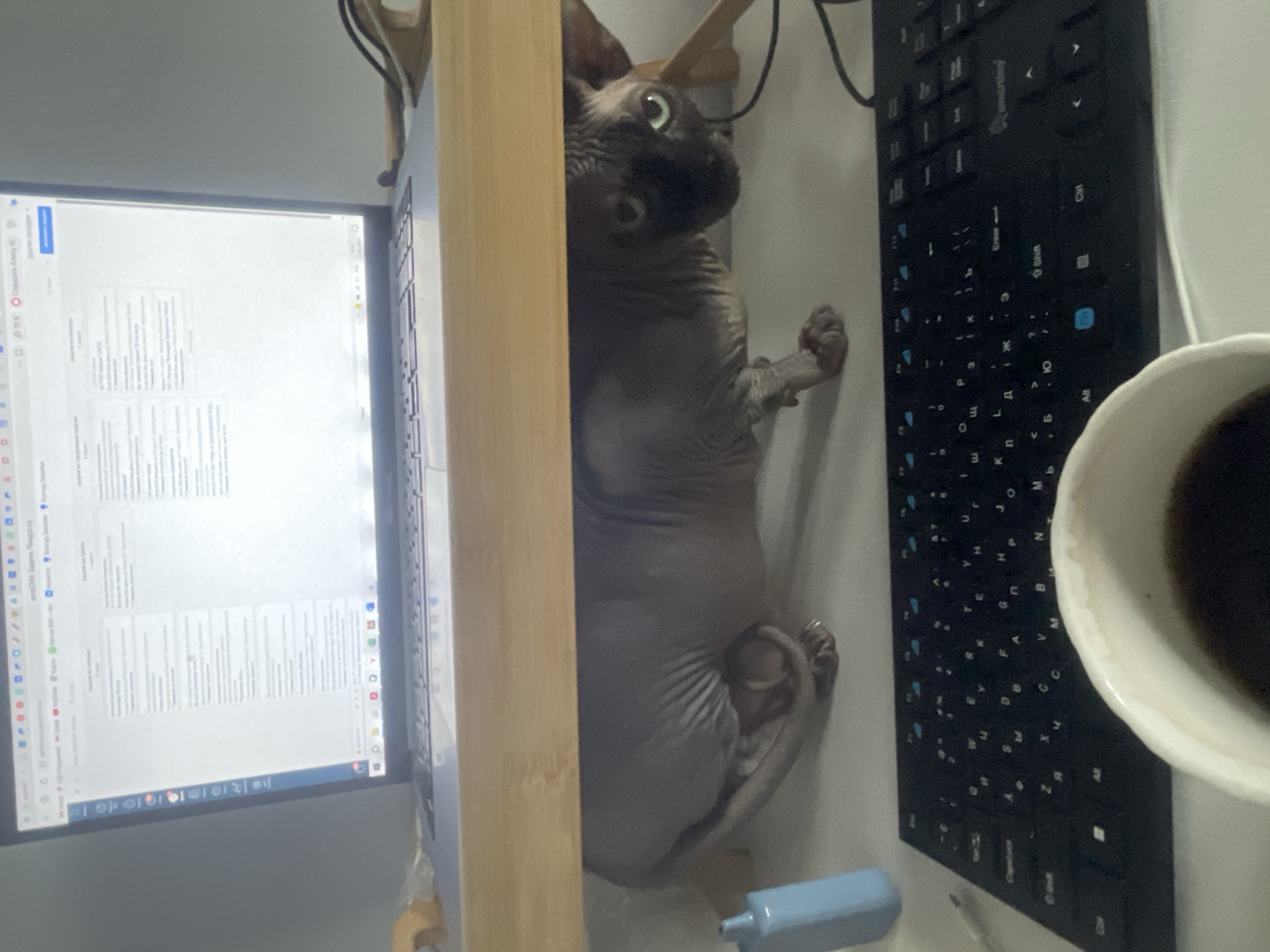 A Sphynx cat is lying on a desk next to a keyboard, a laptop and a coffee cup. The environment appears to be an office or workspace.