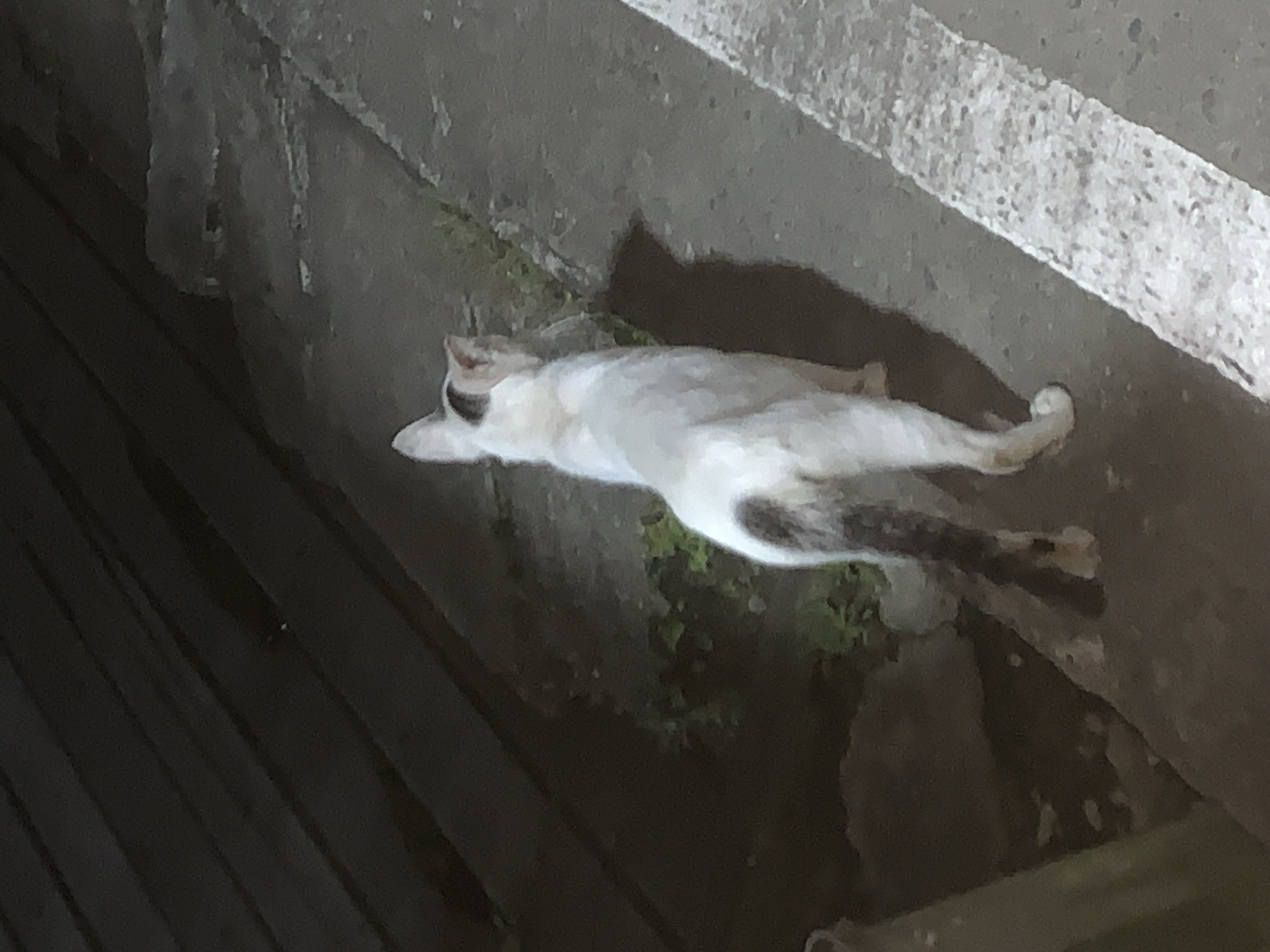 A white cat with dark markings on its tail and head stands on a textured concrete surface. The cat is facing away from the camera, looking towards the left side of the frame. A white stripe, possibly a painted line on the ground, runs diagonally across the lower right portion of the image. The background consists of dark, indistinct shapes, suggesting a dimly lit outdoor environment. The scene is located in Sungai Meriam, Indonesia.
