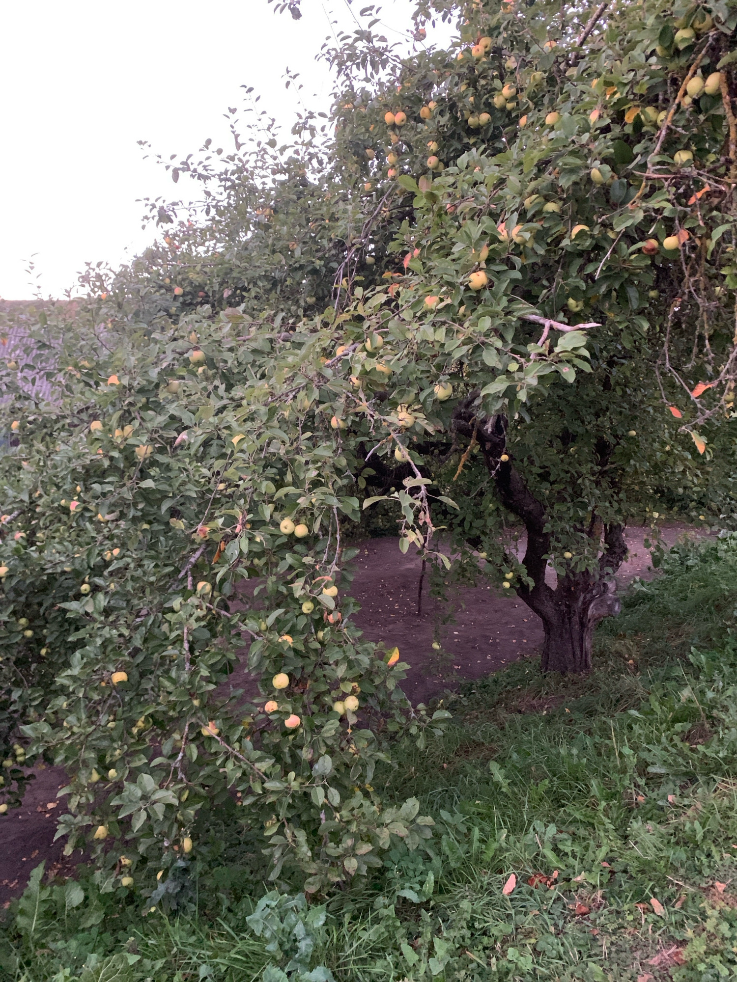 The image depicts an apple tree laden with ripe apples in an outdoor setting, likely a garden or orchard. The tree, with its gnarled trunk and branches, is densely covered in green leaves, interspersed with numerous yellow and reddish-yellow apples. Some apples are hanging low, while others are higher up, partially obscured by foliage. The ground beneath the tree is covered with dirt and fallen leaves. The surrounding area shows more greenery, including grass and other low-lying plants, and hints of a building with a tiled roof in the background on the left. The lighting suggests it is either early morning or late evening, with a soft, diffused light. The scene appears to be in Kapyĺ, Belarus, an area known for its agricultural activities. There are no people visible in the image.