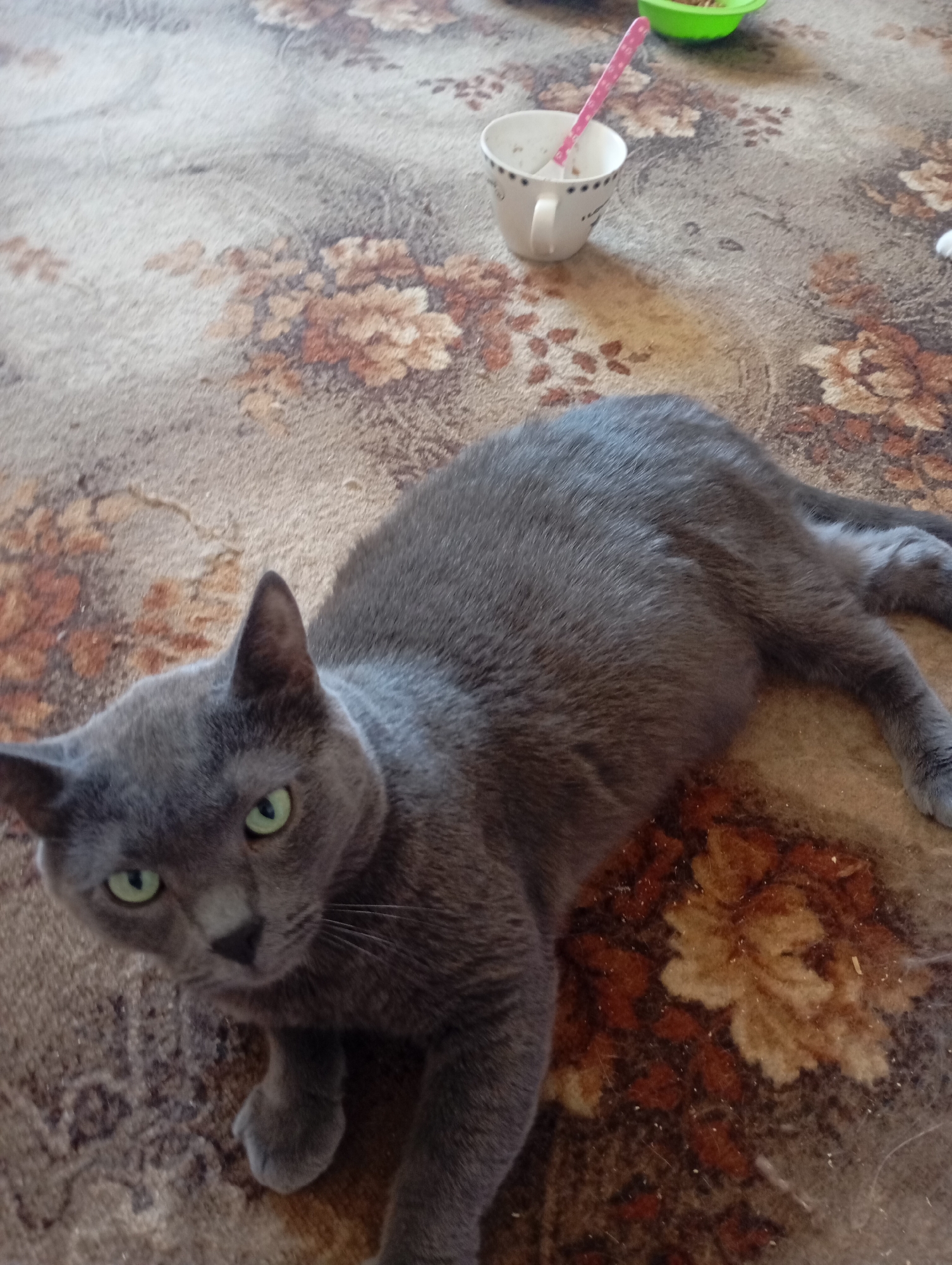 A grey cat with bright green eyes is lying on a patterned carpet with floral designs. In the background, a white cup with a pink spoon is visible, along with a small green bowl. The scene appears to be indoors, likely in a residential setting. There is no indication of the city of Kharkiv, Ukraine.