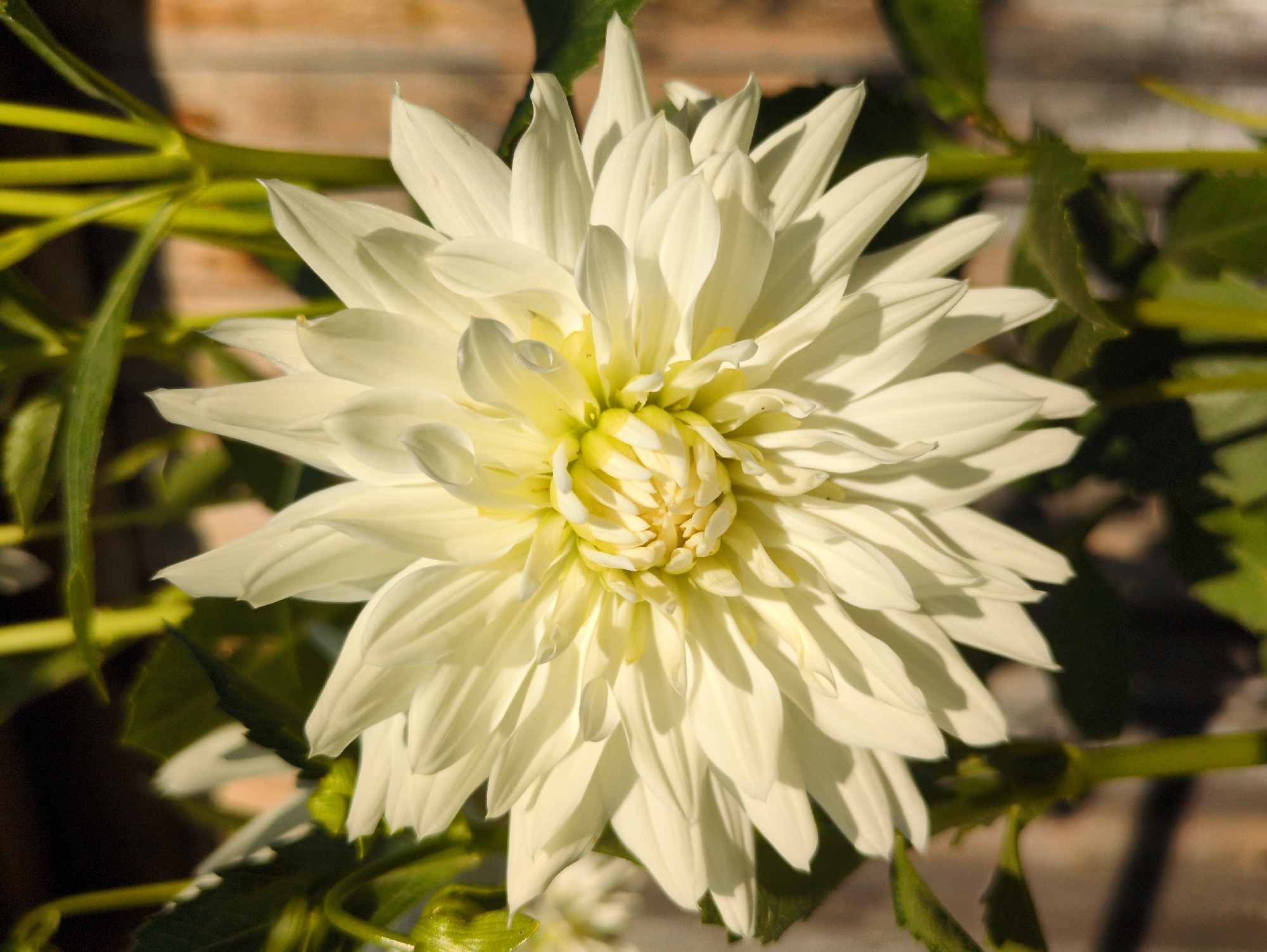 A close-up, eye-level shot focuses on a large, creamy white dahlia flower with delicate, layered petals. The flower is centered in the frame, with its petals fanning outwards from a lighter, yellowish core. Some petals are sharply defined, while others are softened by shadow and light. Behind the dahlia, out-of-focus green stems and leaves are visible, along with hints of a dark background and a weathered wooden fence. The lighting suggests it is daytime, with sunlight casting shadows on the petals. This photograph was taken in the city of Kulebaki, Russia.