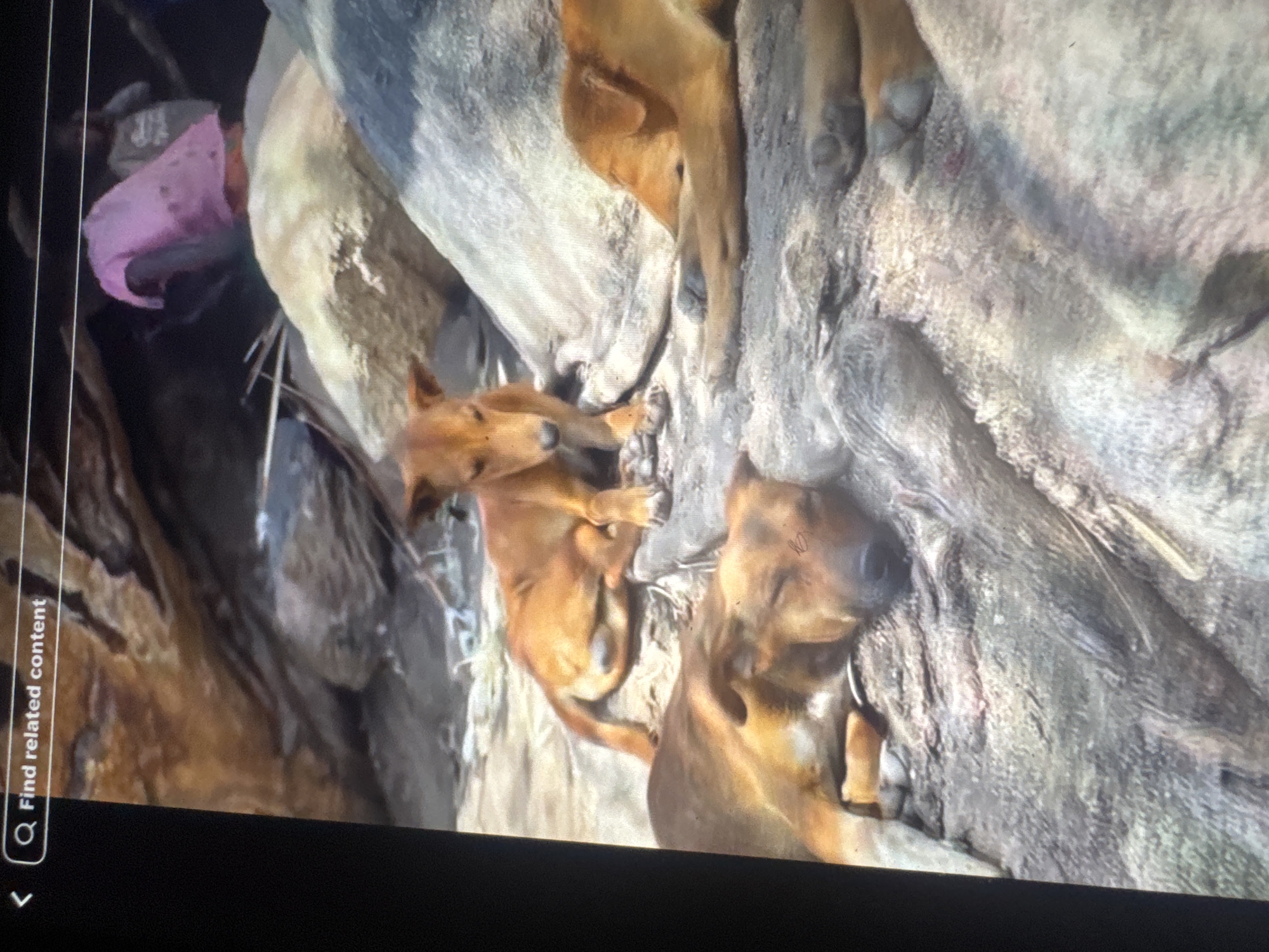 In the city of Abuja, Nigeria, three brown dogs are resting on large, gray rocks. One dog is sitting upright, facing the camera with its ears perked. The other two dogs are lying down, with one dog appearing to be asleep. The background shows more rocks and some foliage. In the upper right corner, two people are visible, one wearing a pink garment. The scene suggests a natural, outdoor environment.