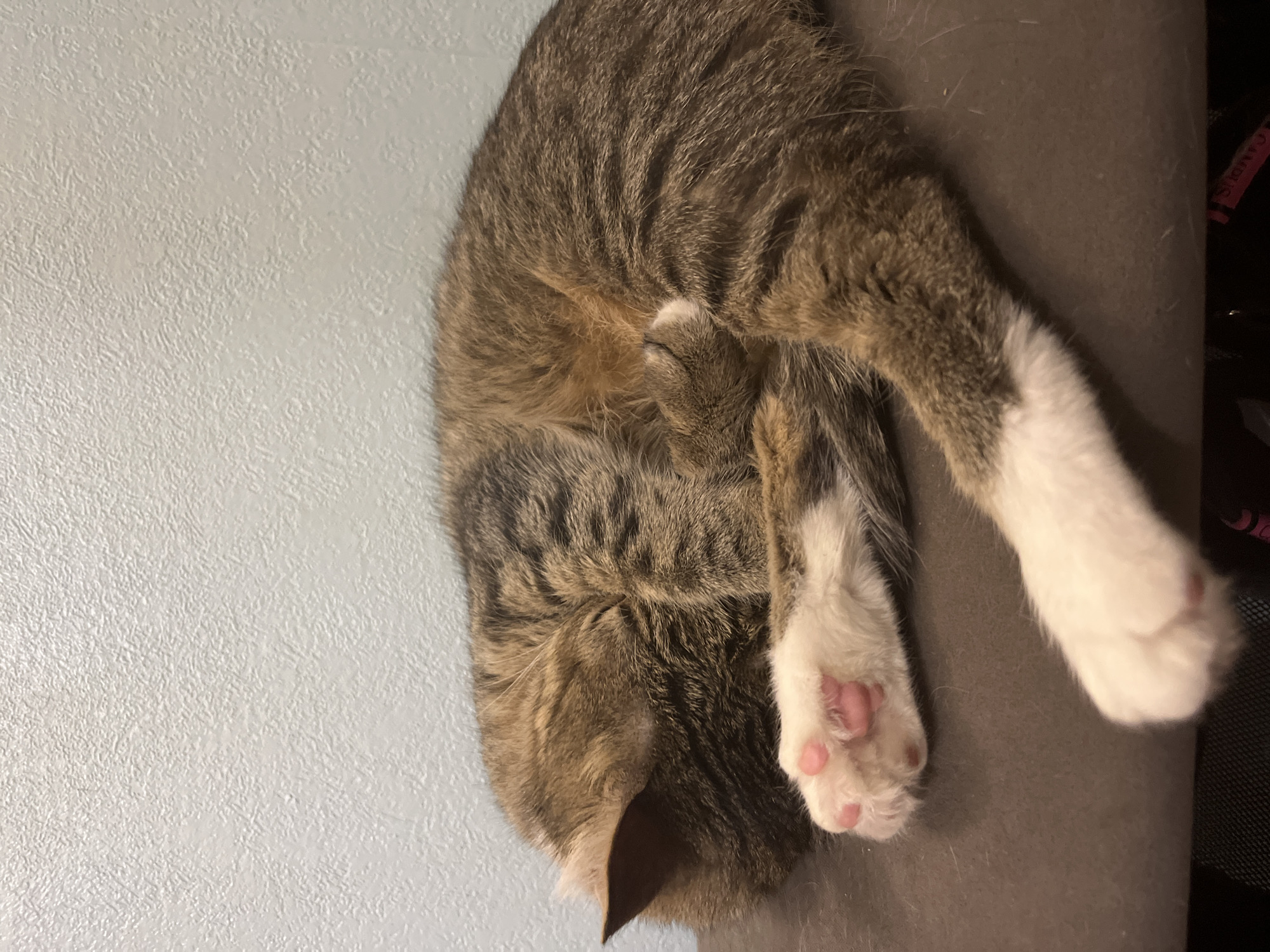 A cat is lying on its side with its paws curled up near its body. The cat is mostly brown and gray with white paws and pink toe beans. The background is a light blue wall on the left and a gray or dark brown surface on the right. The image is rotated counter-clockwise. The location is not known from the image.
