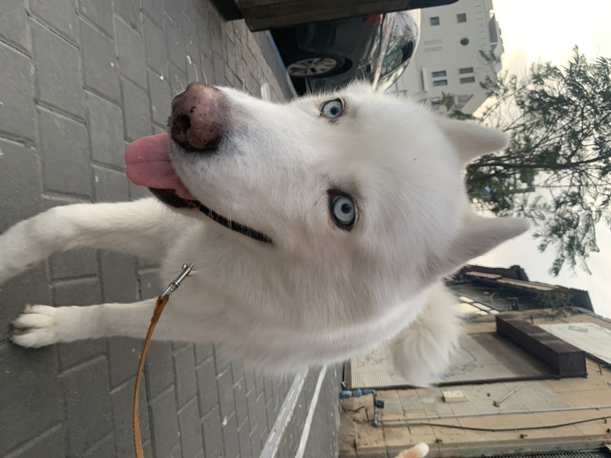 A white husky with blue eyes and a pink tongue is looking up at the camera. It is wearing a brown leash with a silver clip. The dog is on a gray brick sidewalk. In the background, there is a black car, a multi-story building, and a tree. The architecture of the buildings and the vegetation suggest that the location is in the city of Tel-Aviv, Israel.